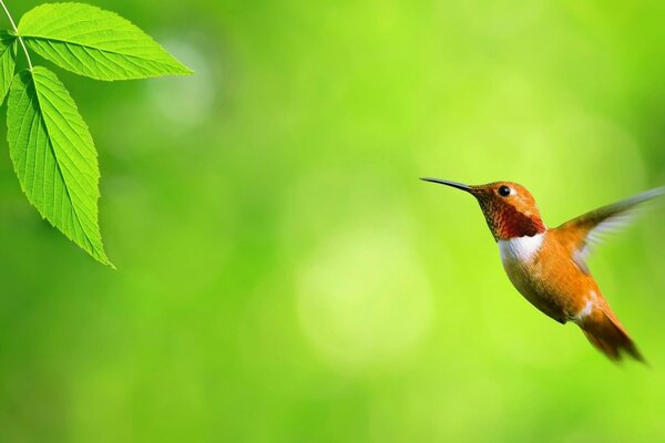 Schwingen der Kolibri-Flügel auf dem Hintergrund