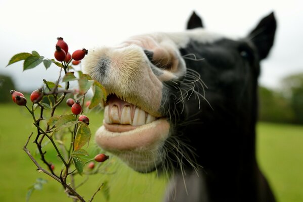 Photo of a horse eating wild rose