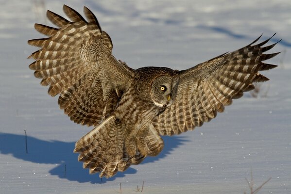 Le hibou barbu cherche sa proie