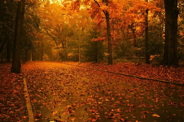 The road with leaves through the autumn forest