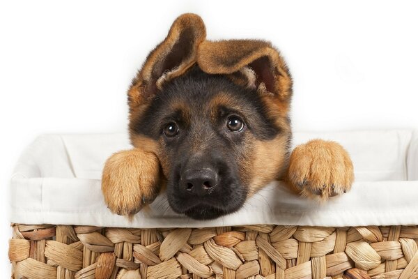 A German Shepherd baby looks out of a wicker basket. z