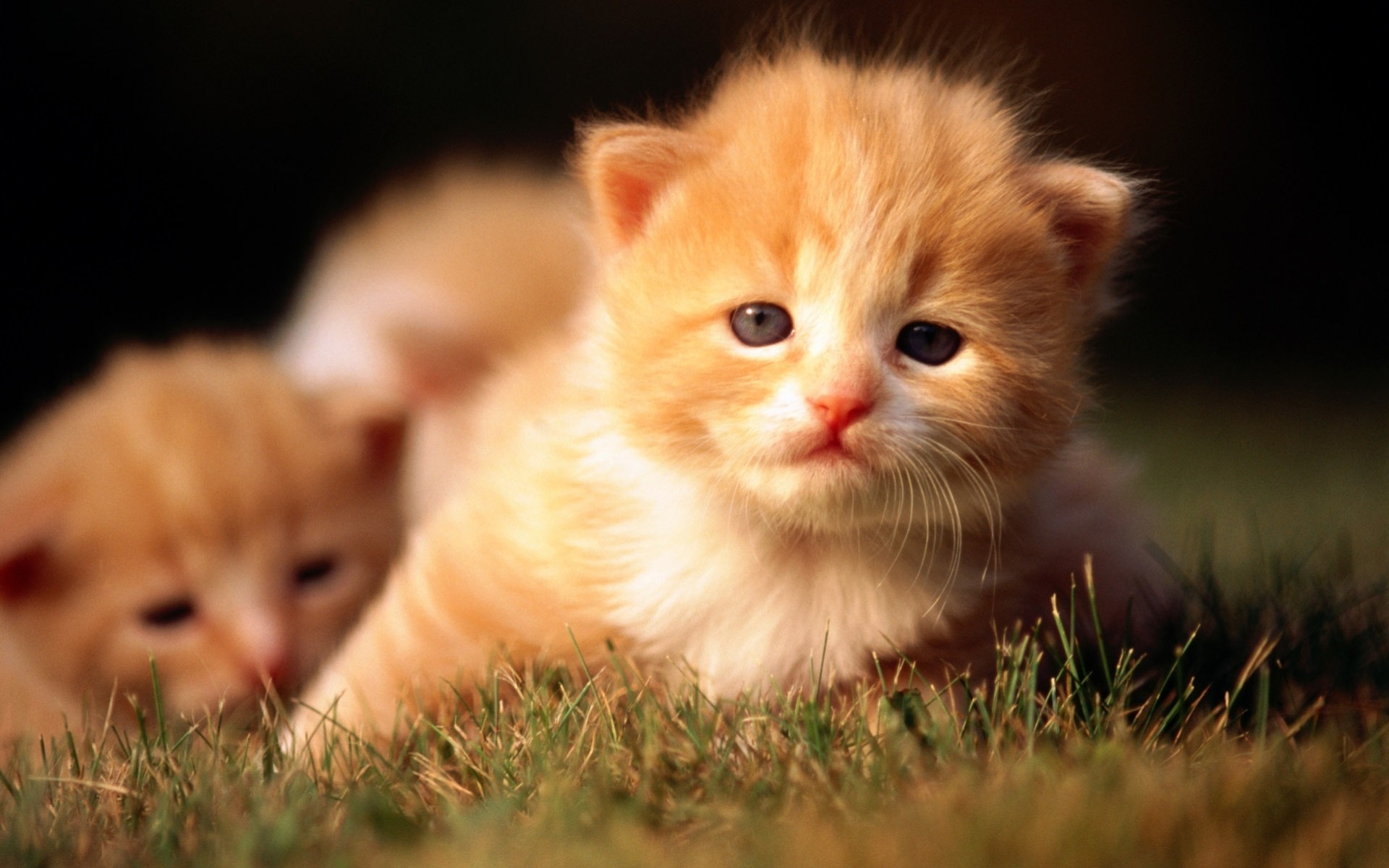 chat herbe roux chatons