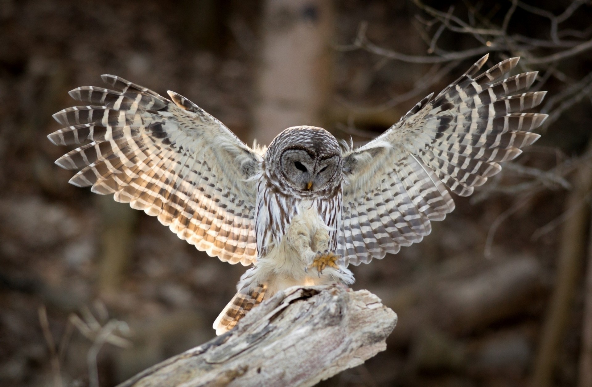 oiseaux plumes ailes hibou