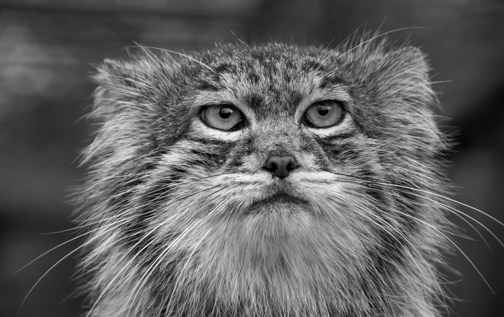 manual teeth pallas cat black and white portrait wild cat