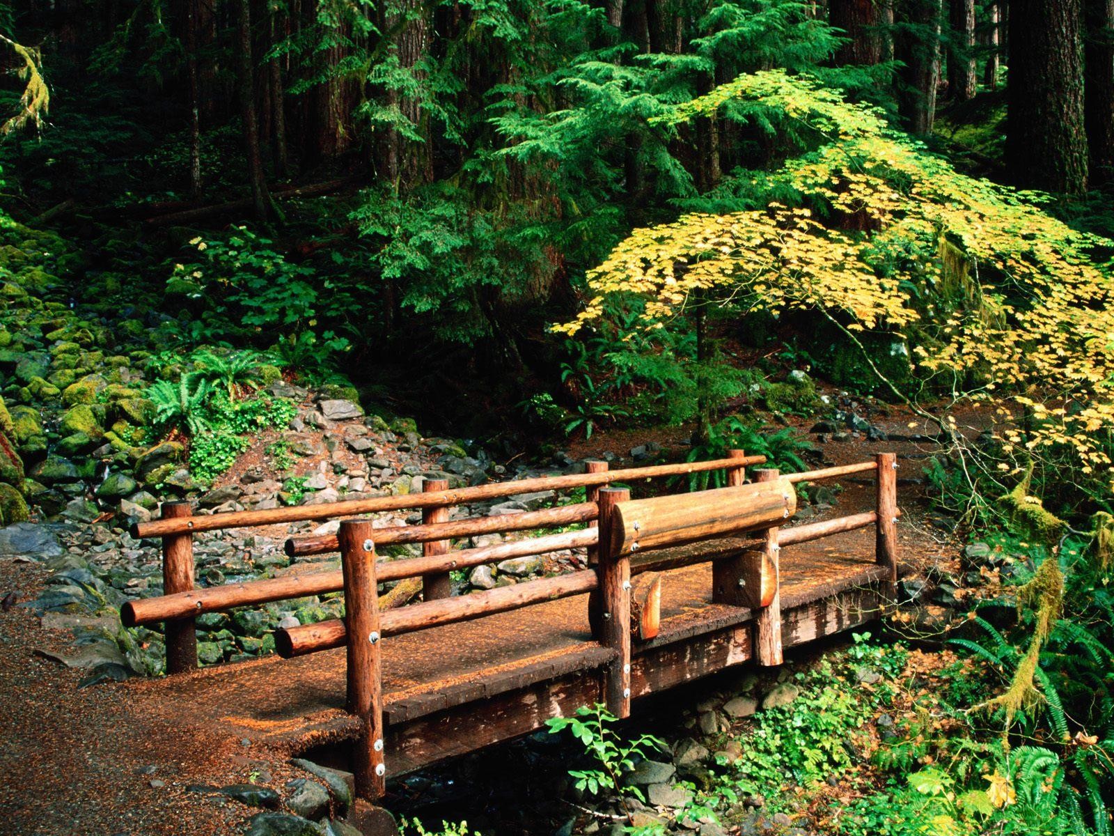 bridge forest sunlight