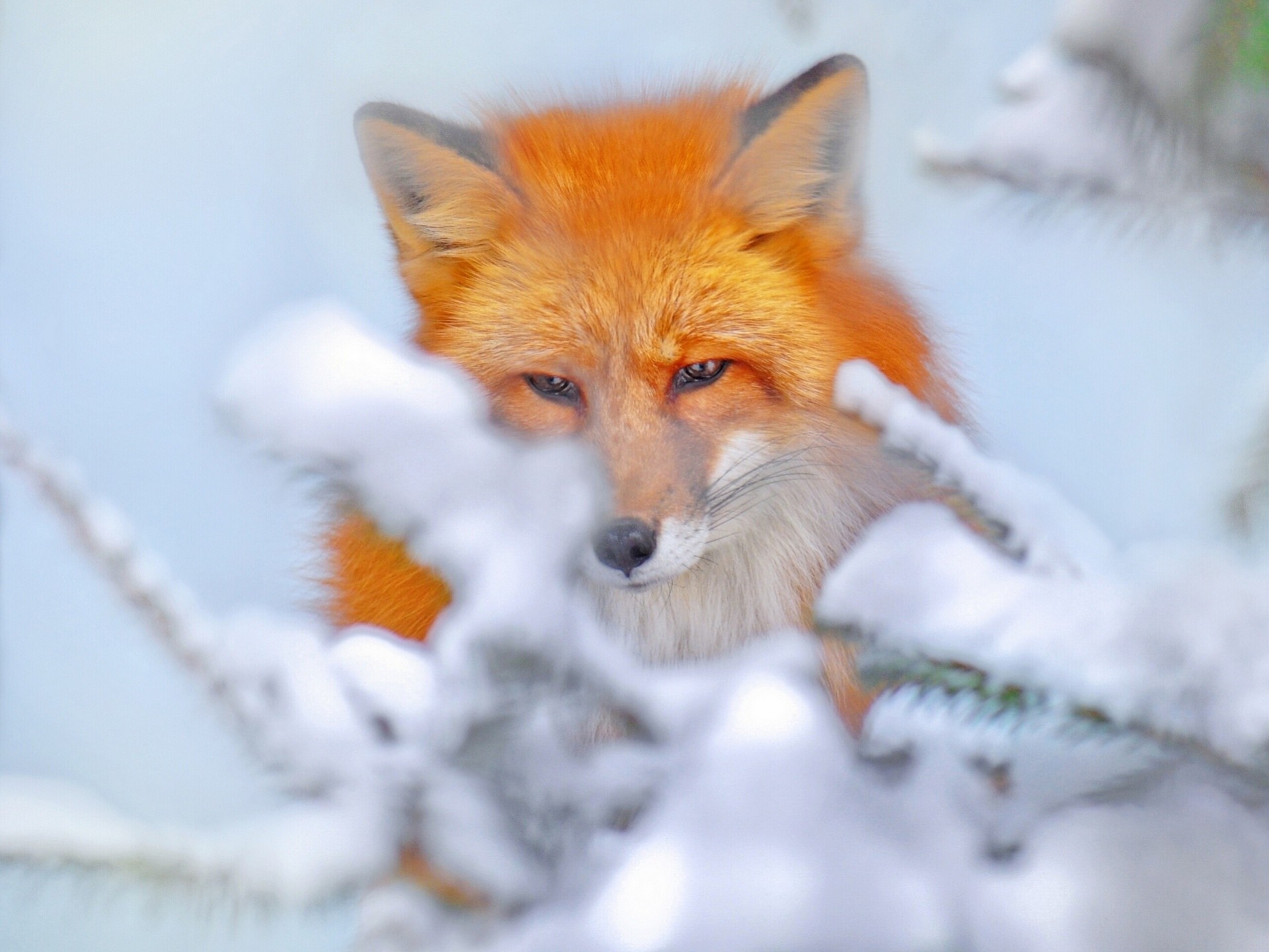 neve volpe inverno rosso