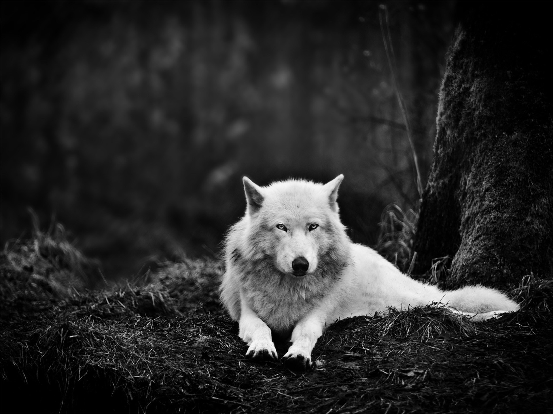 oscuridad ojos lobo bosque animales blanco