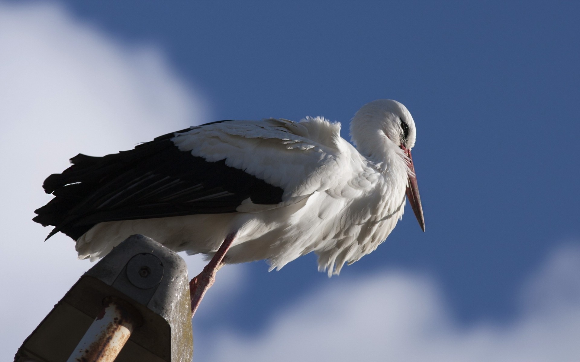 vögel ansicht von unten blickwinkel storch unscharfer hintergrund