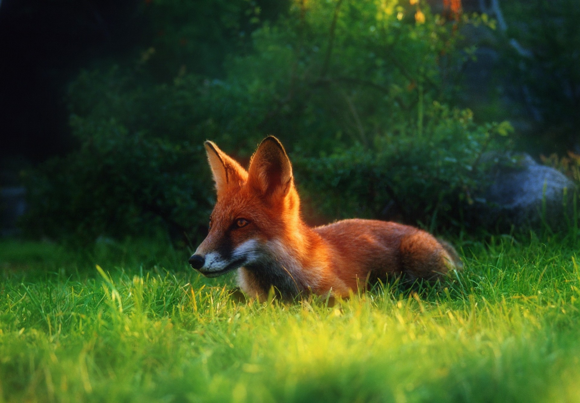 herbe renard rouge