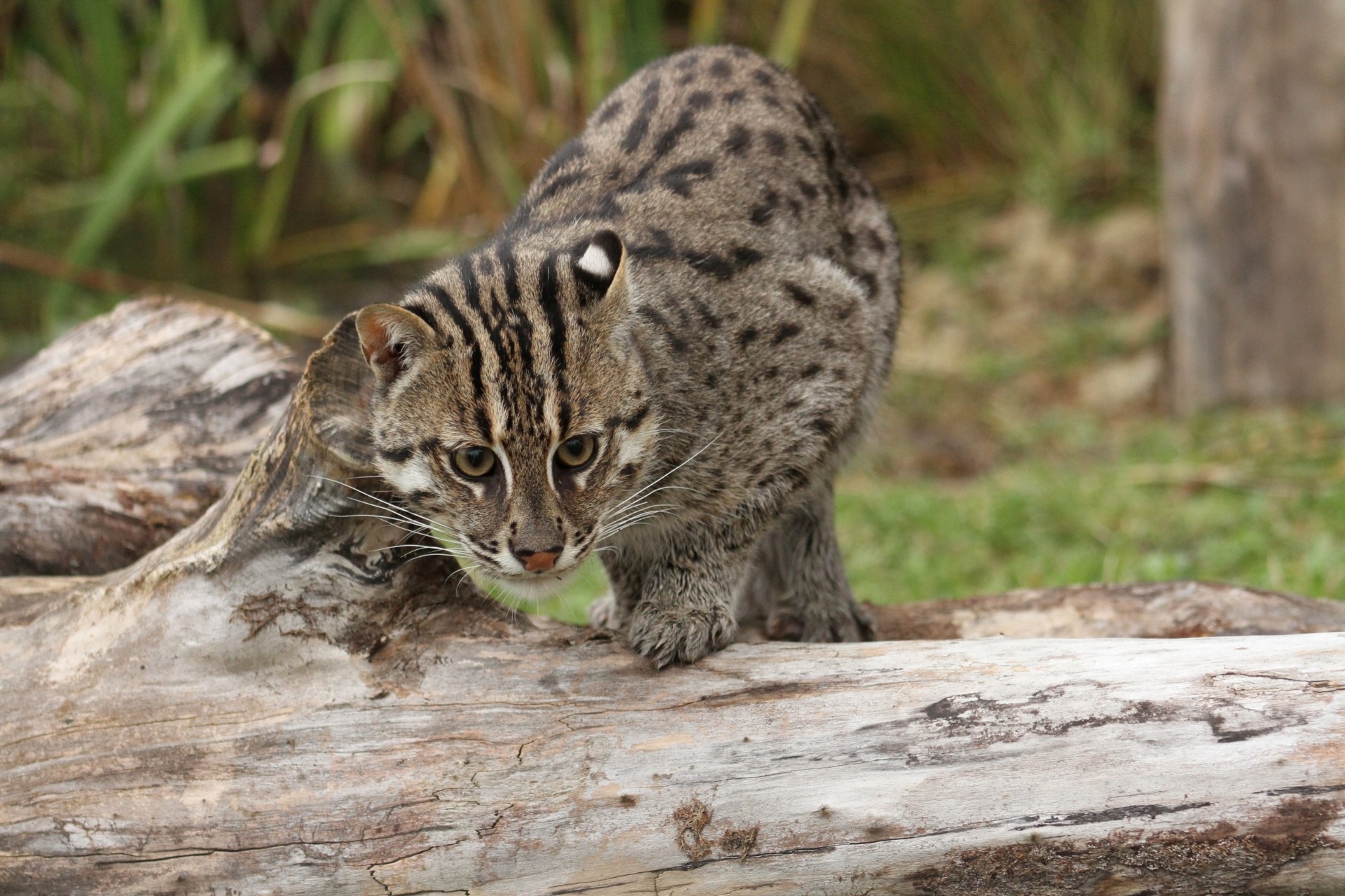 chat pêcheur bête chat sauvage prédateur