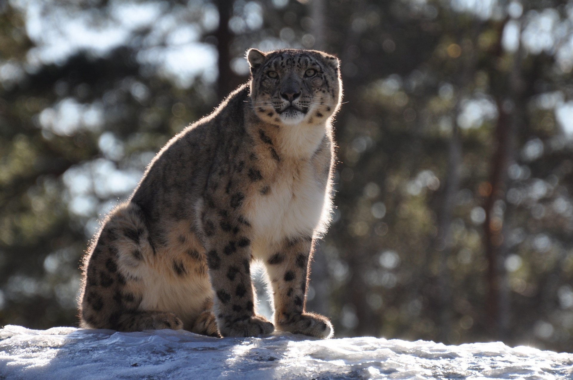 bestia depredador gato salvaje leopardo