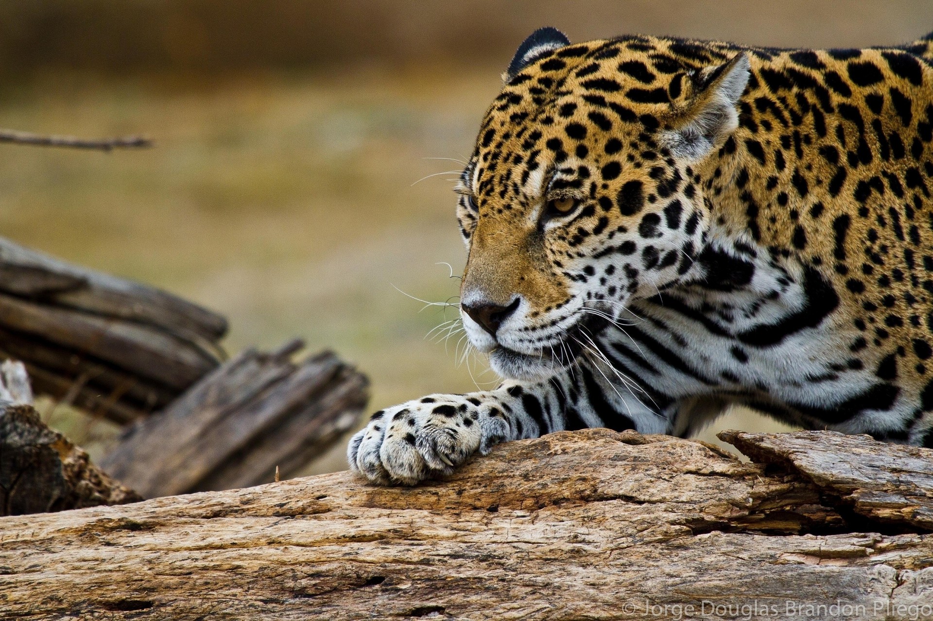 wild cat jaguar teeth