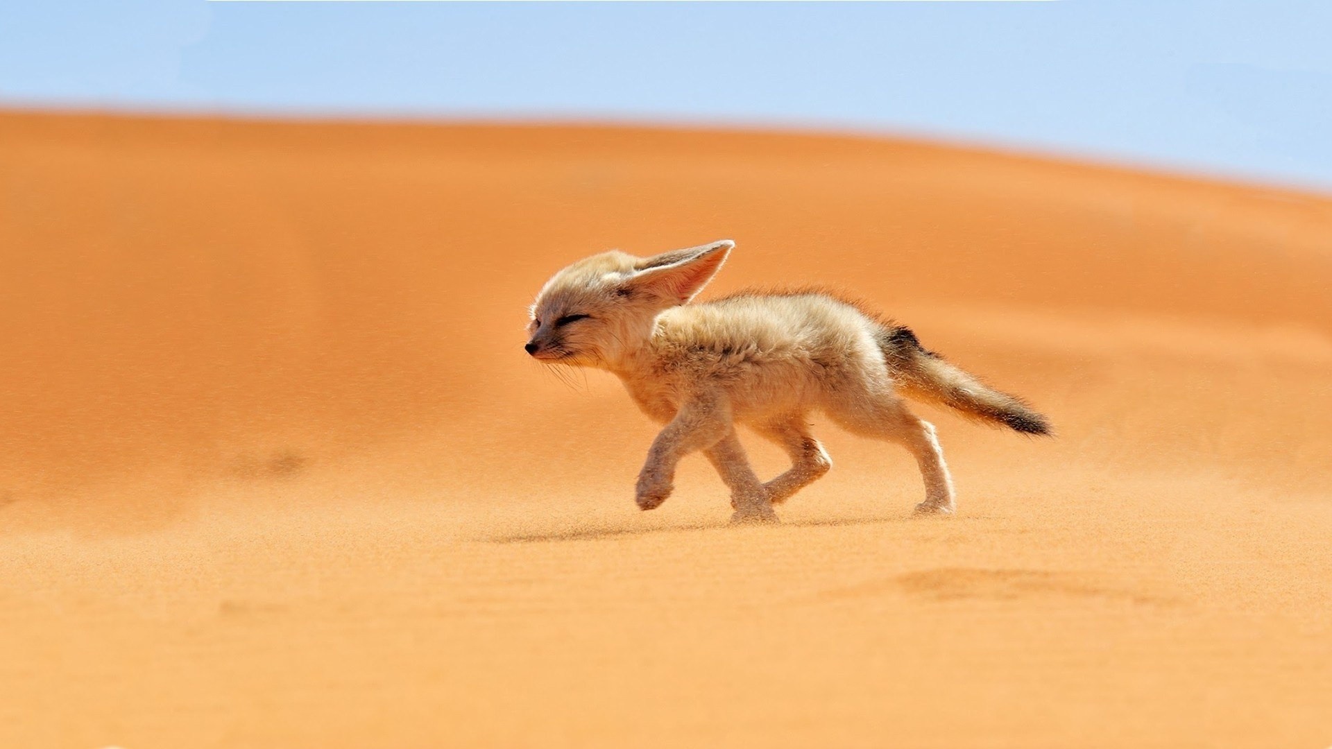 fox sand desert fenech