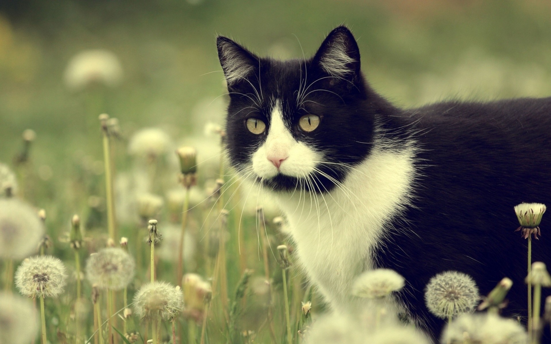 dandelions meadow cat flower