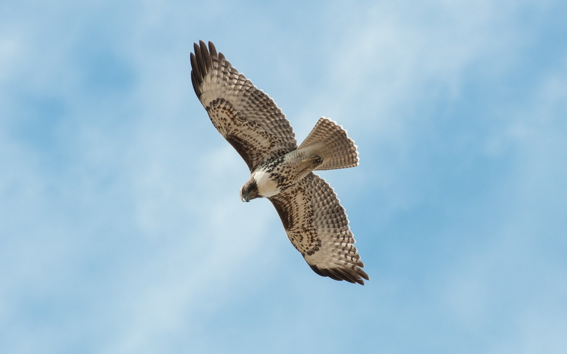 uccelli cielo falco