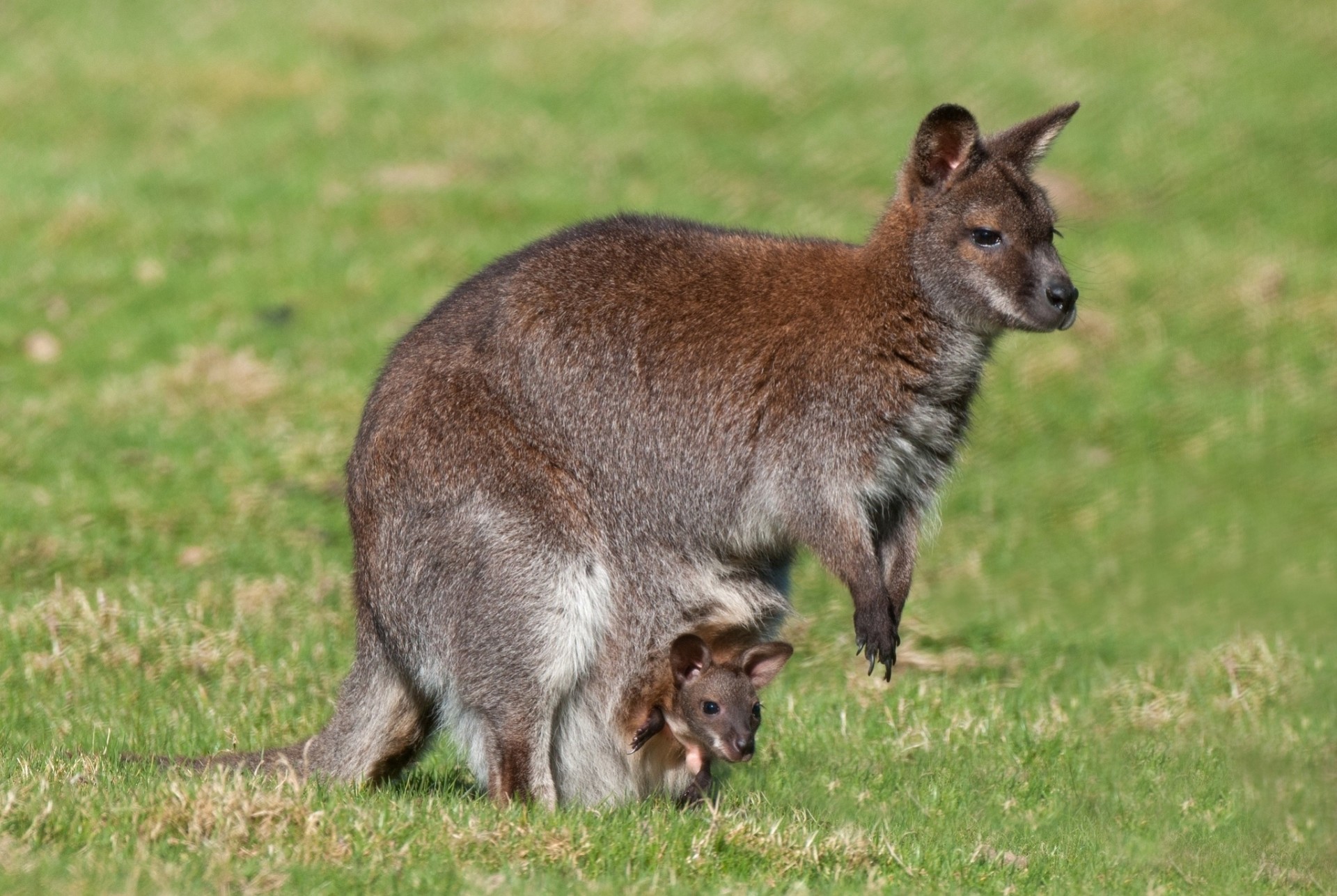 cucciolo canguro maternità