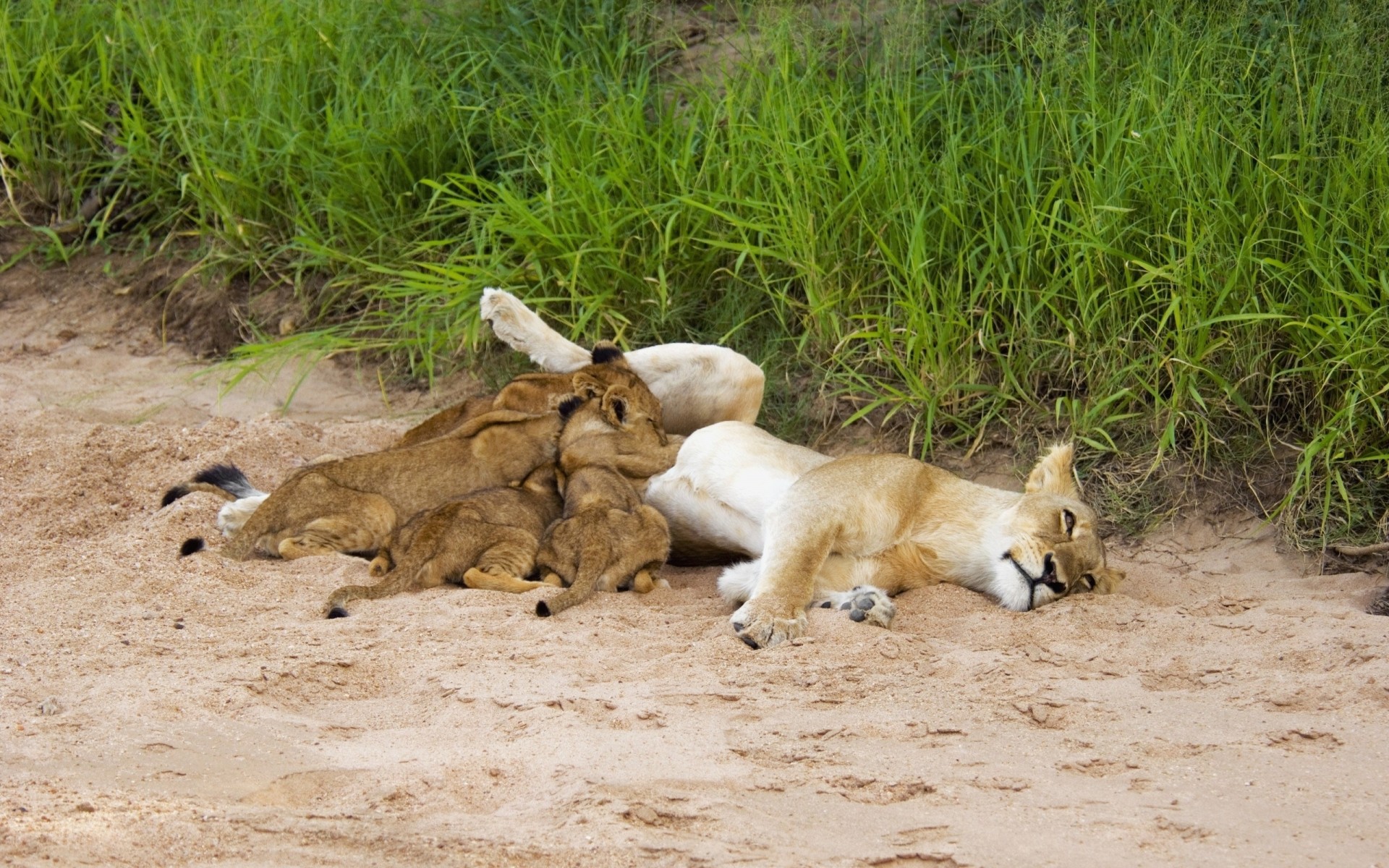 lions sand gra