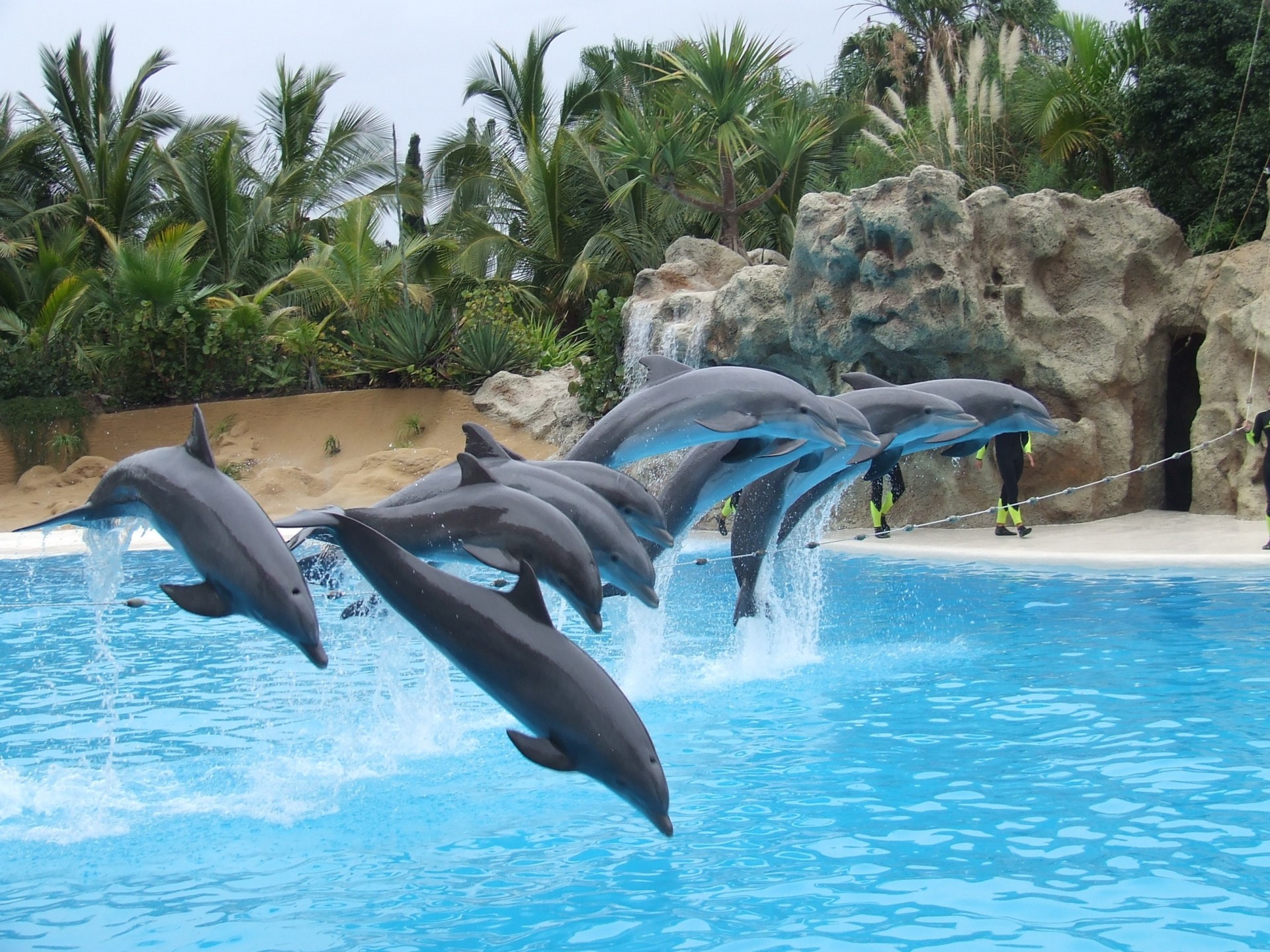 dolphins jump water