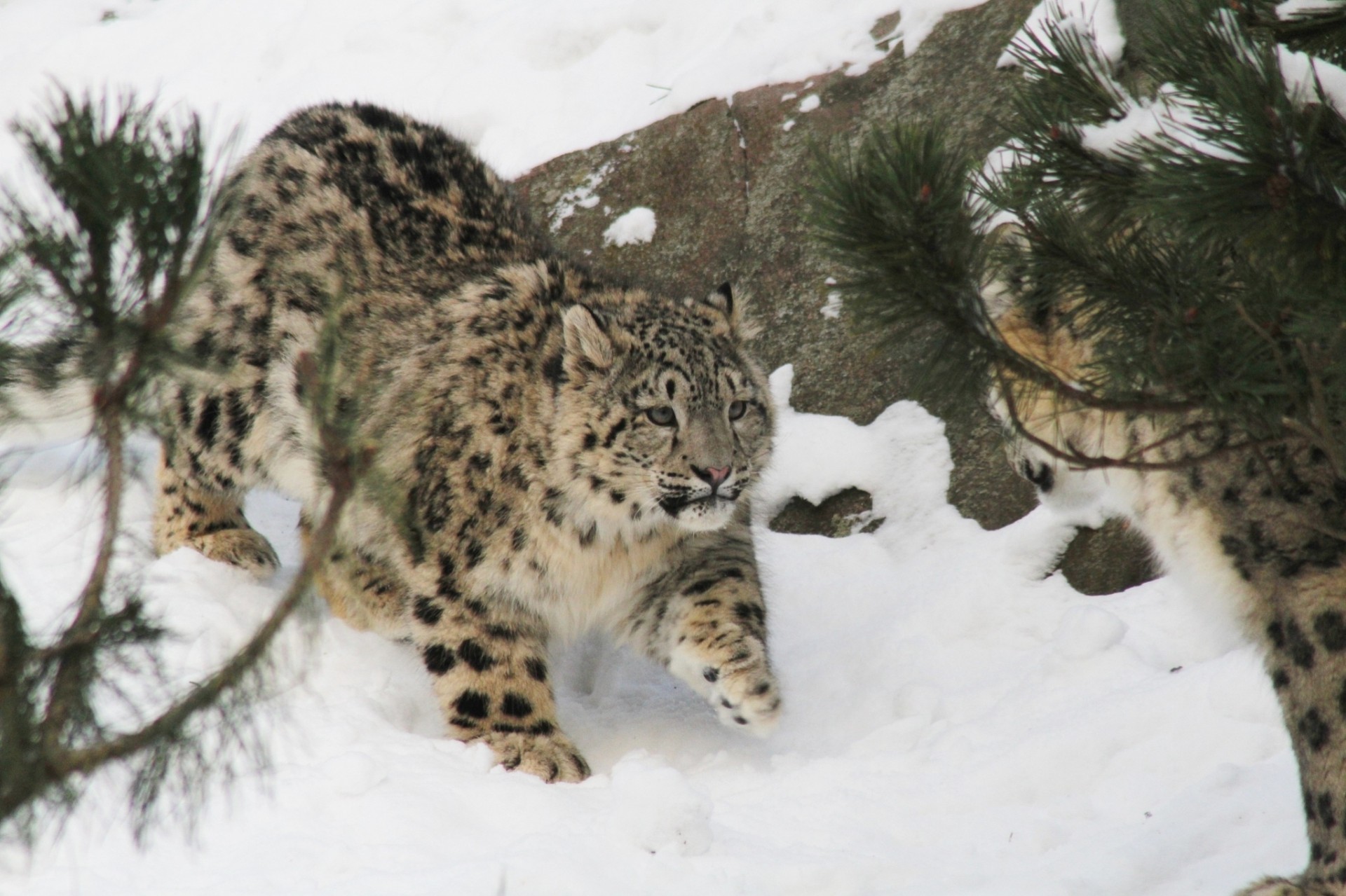 gatto selvatico bestia cucciolo leopardo