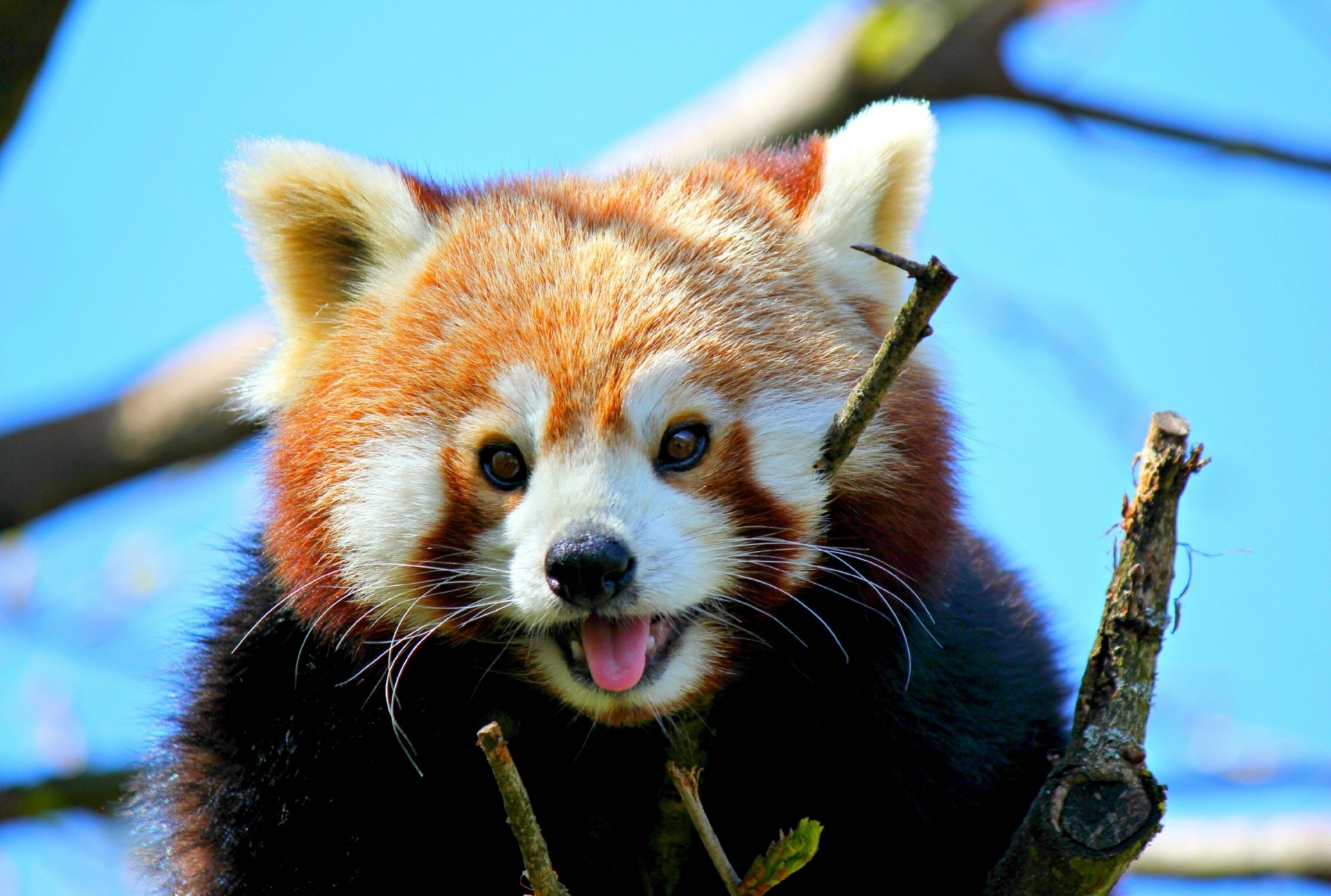 red panda panda shayrskaya horse