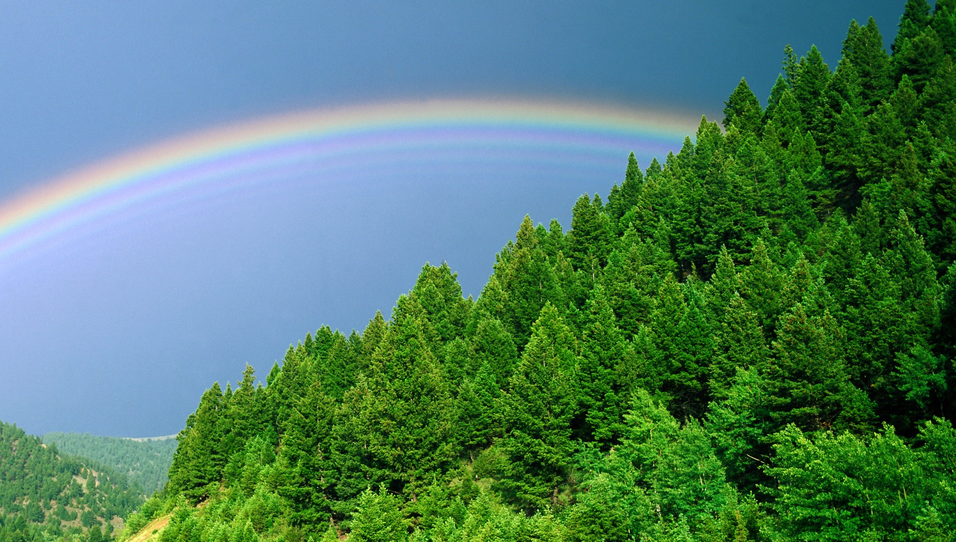 arbres arc-en-ciel ciel verdure forêt