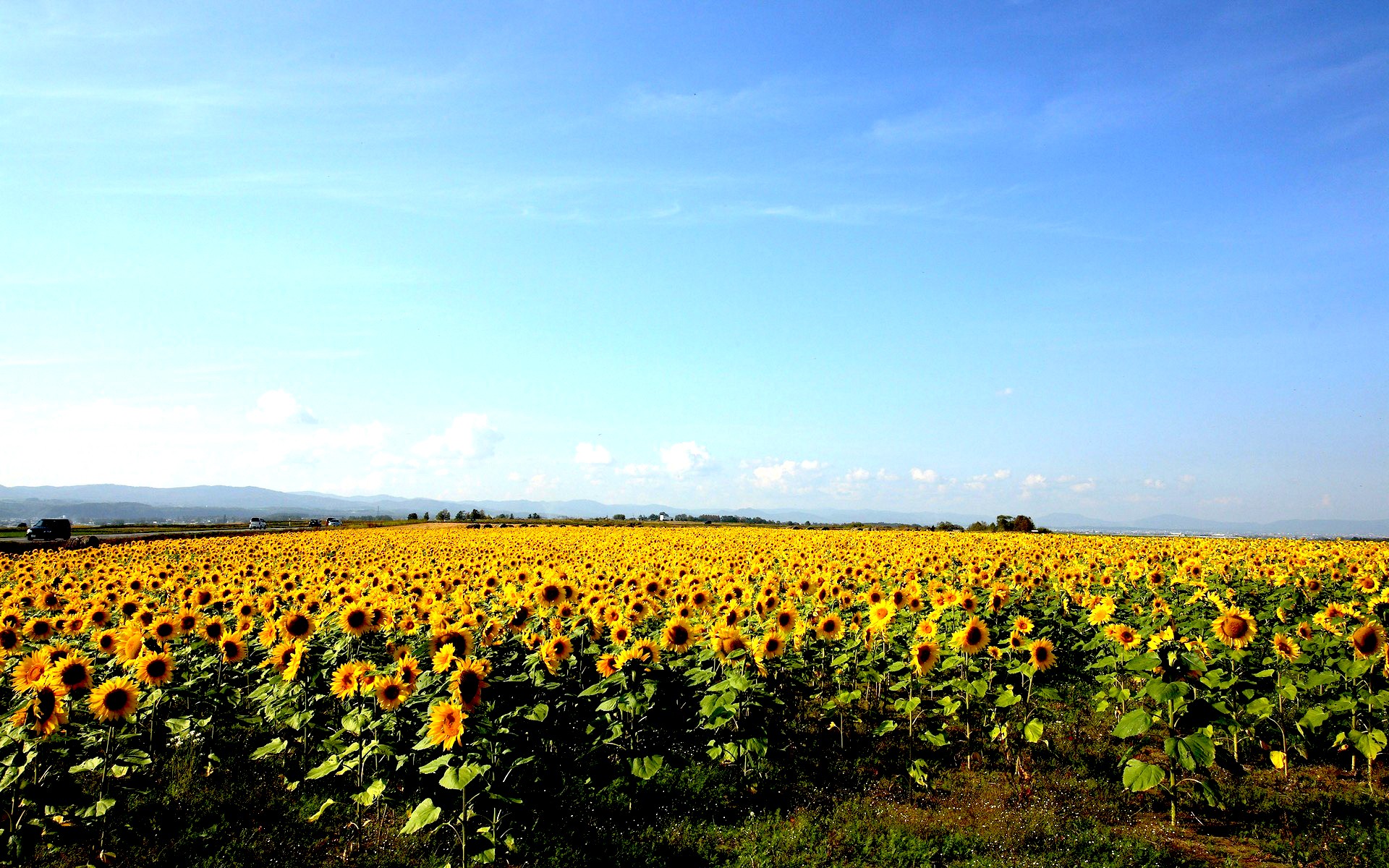 sonnenblumen feld gelb