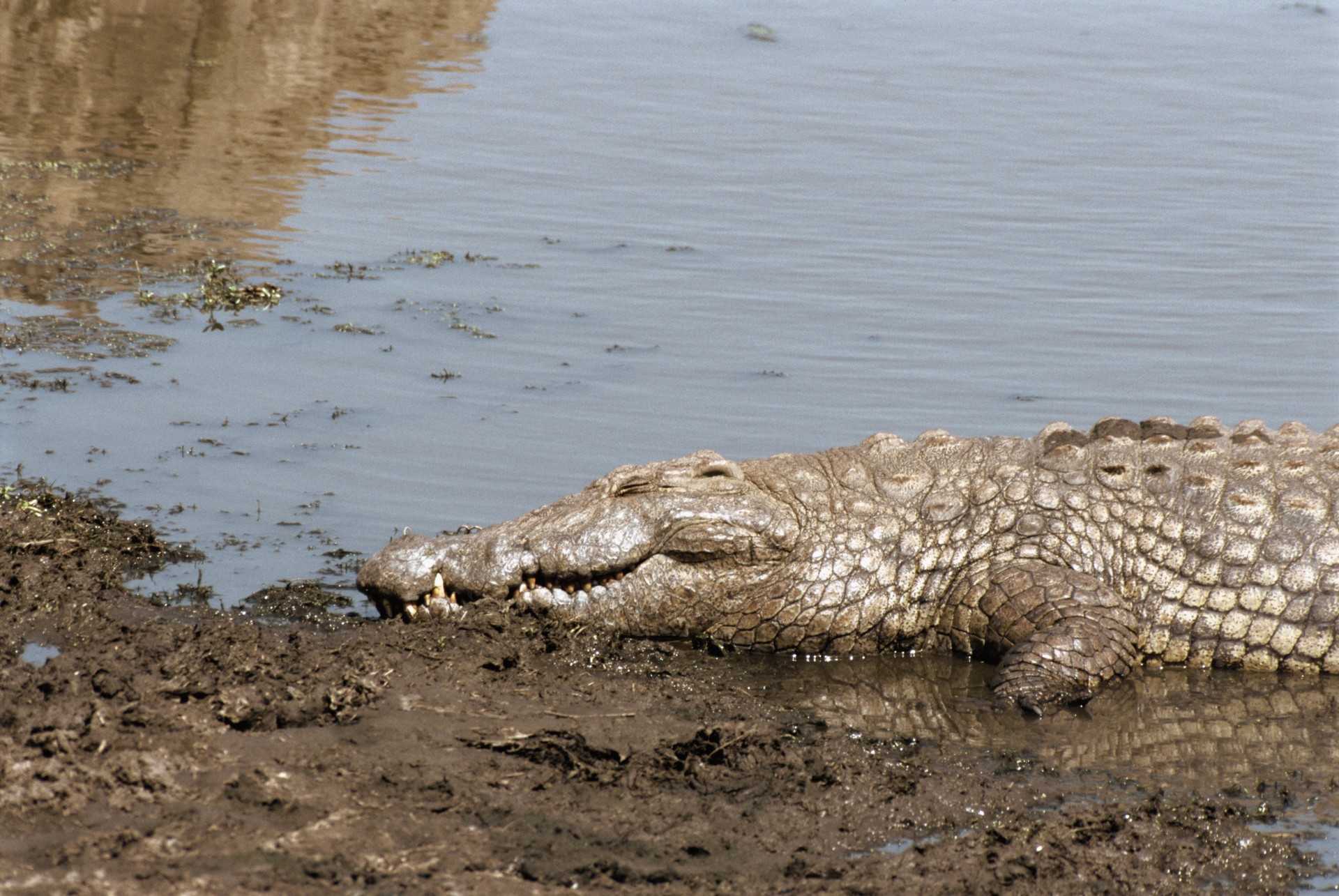 bronzage soleil crocodile étang rivage