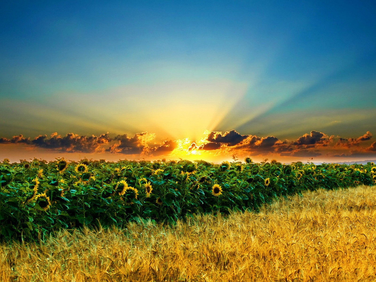 the field sunflowers wheat flourishing cloud