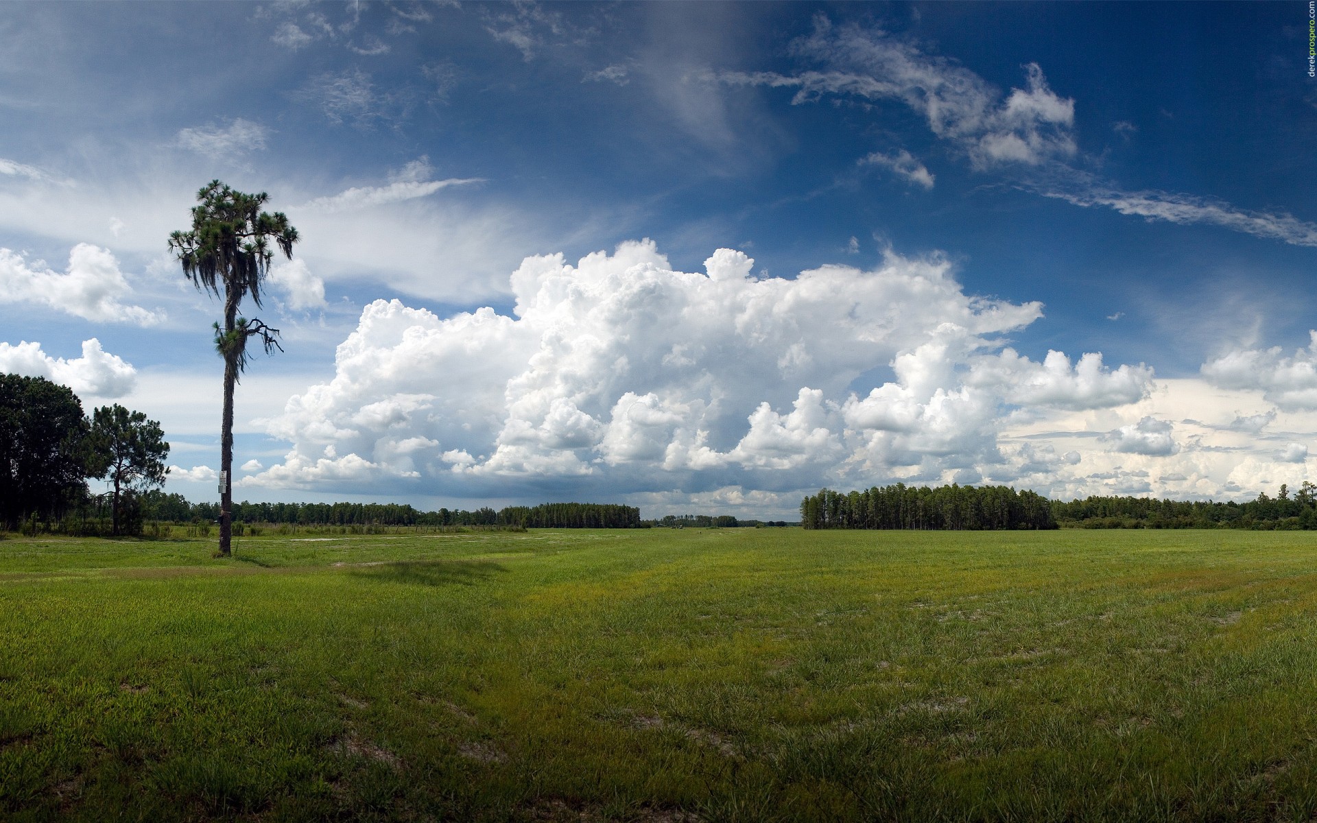 clouds grass tree