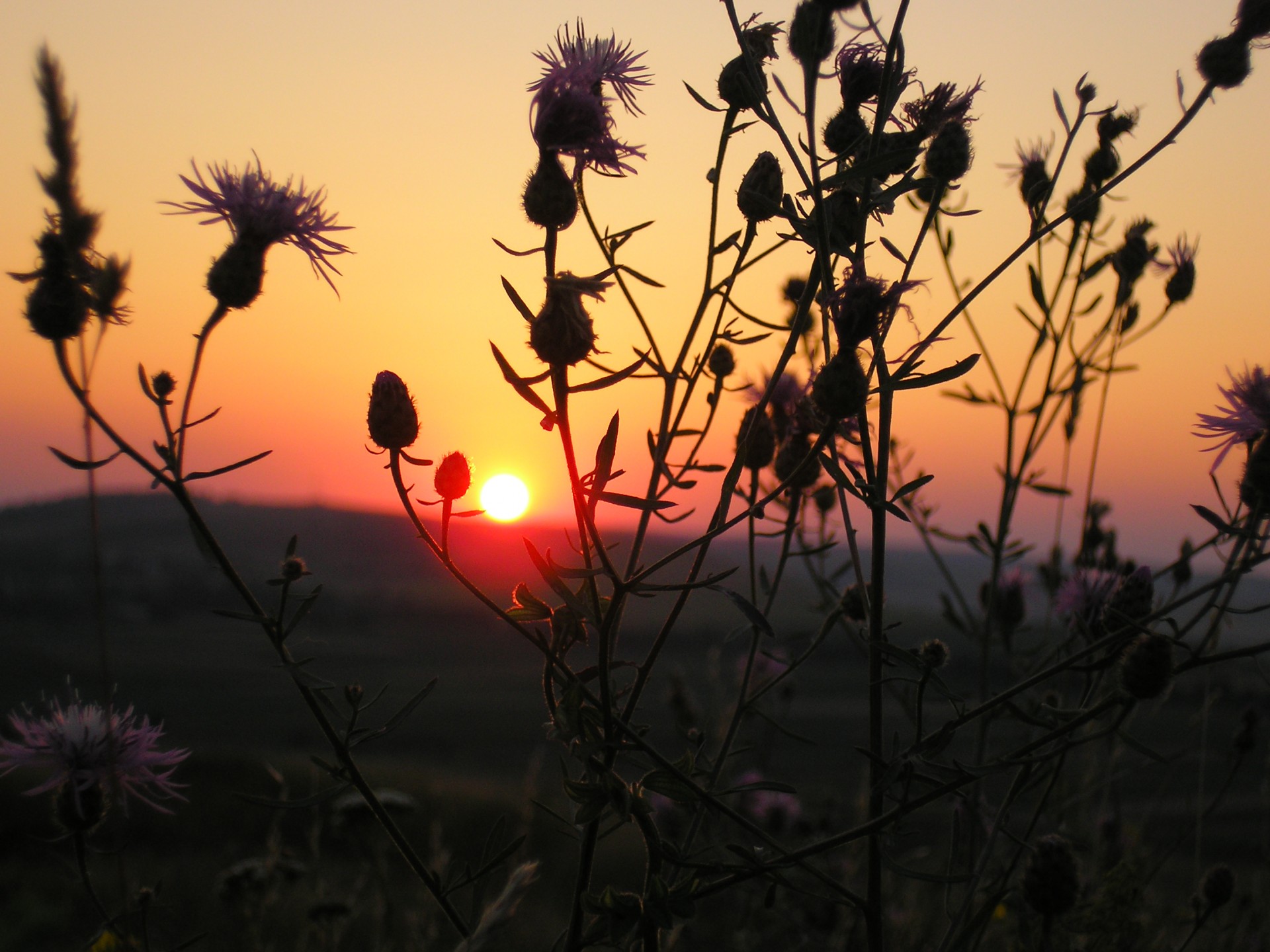 tramonto piante sole