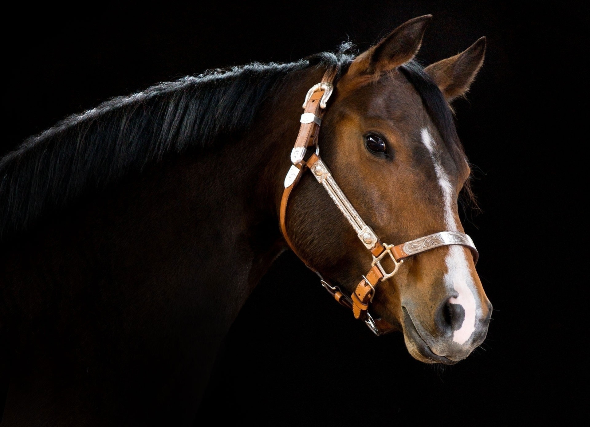 horse teeth dark background head