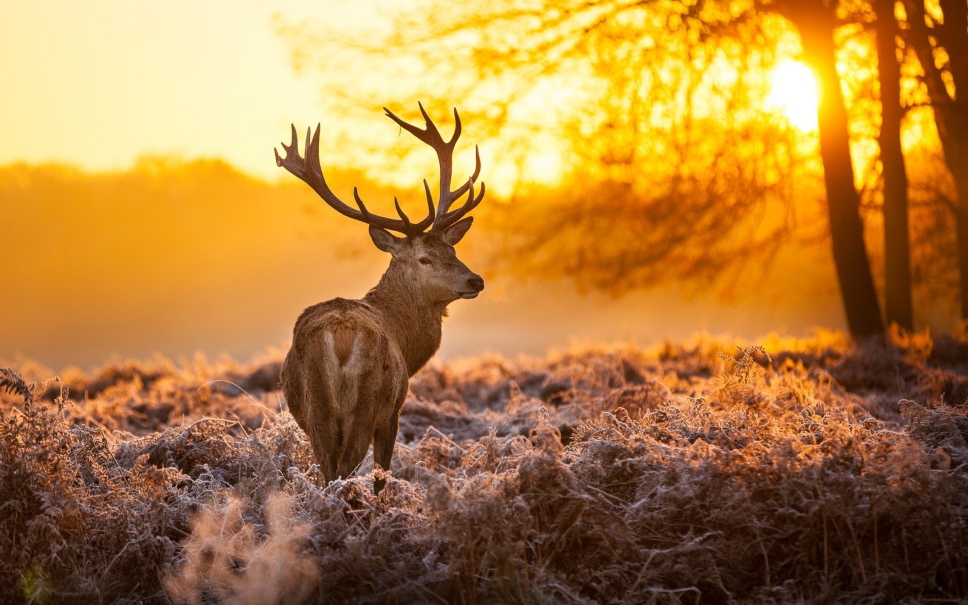 jeleń trawa mróz zachód słońca natura