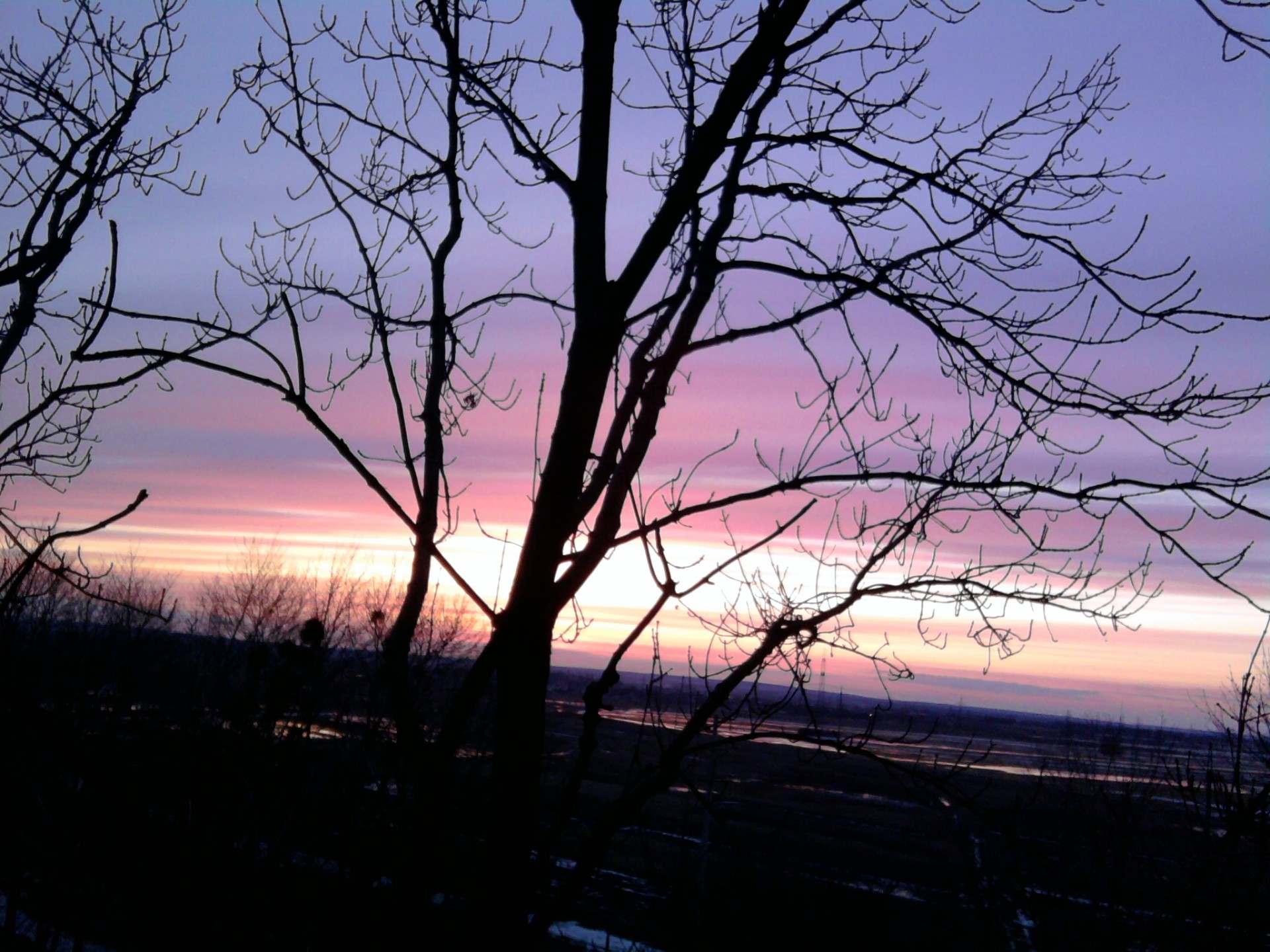 tramonto albero cielo