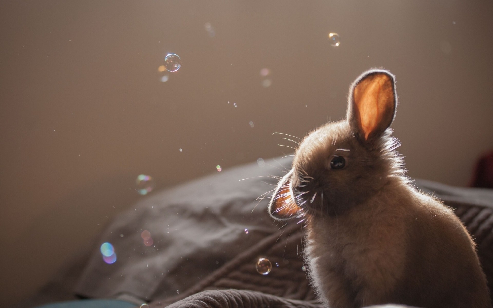 bubbles bunny hare ear