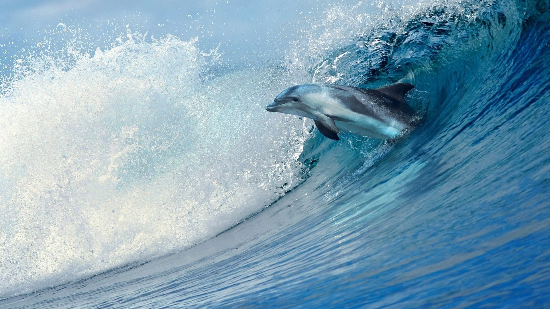 wave sea dolphin