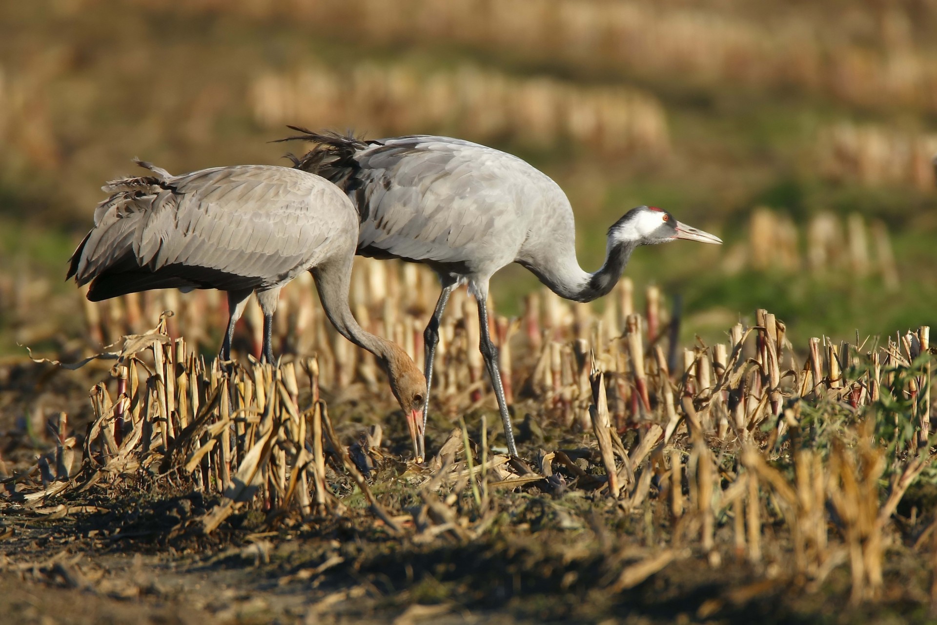 oiseaux promenade herbe grue