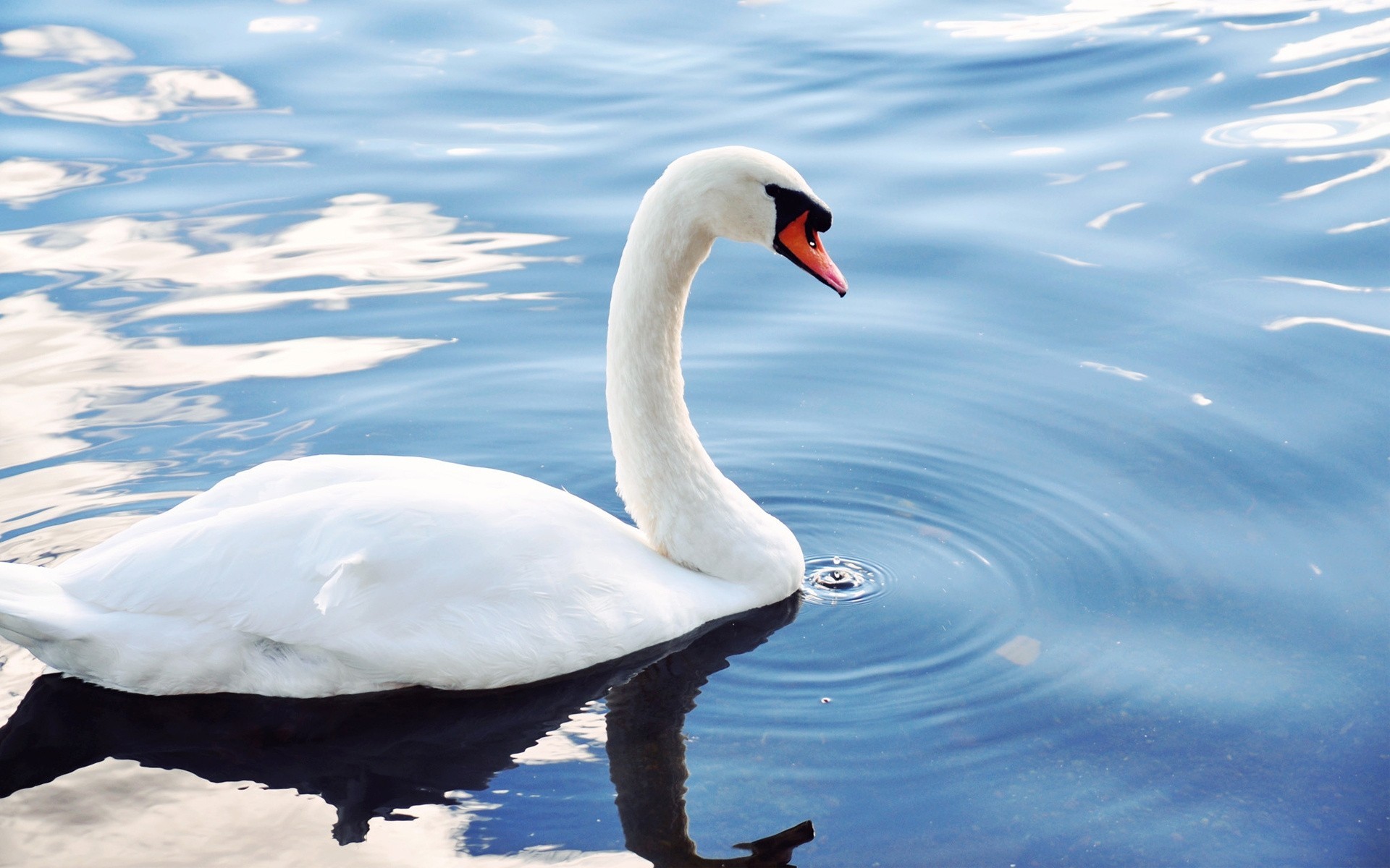 cae cisne aves estanque agua blanco