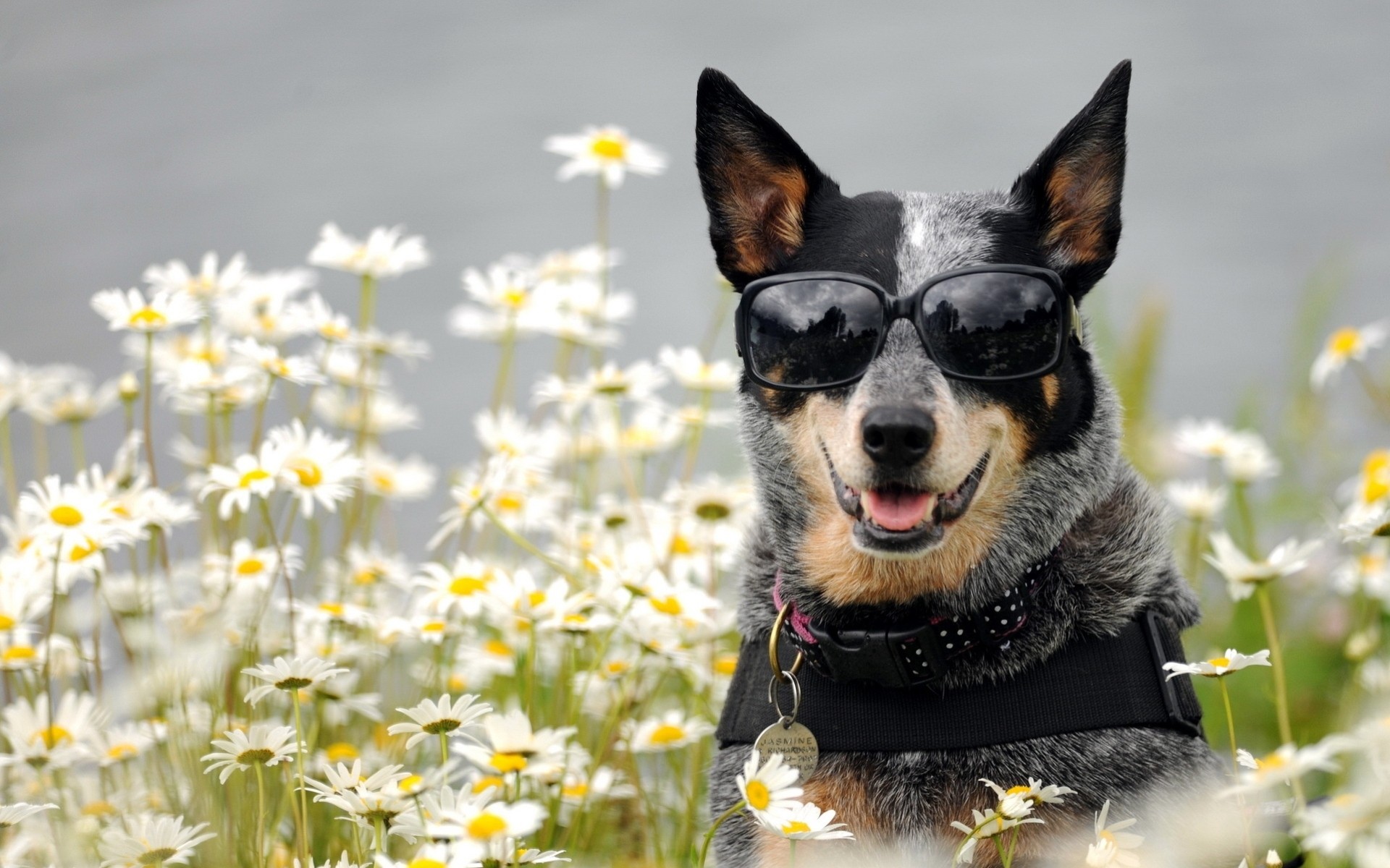 marguerites chien lunettes de soleil