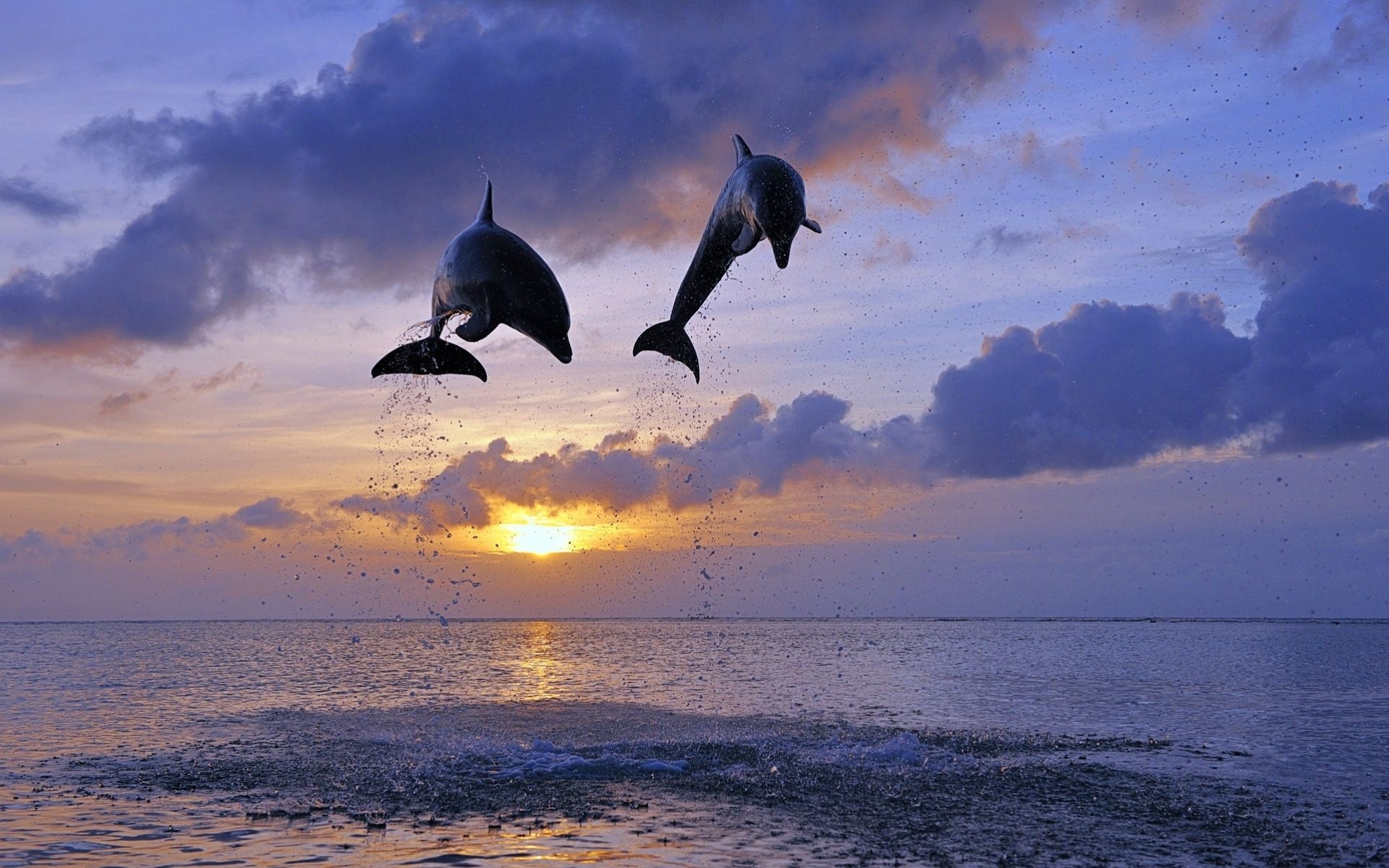 delfine sprung sonnenuntergang ozean wasser nacht meer delphin