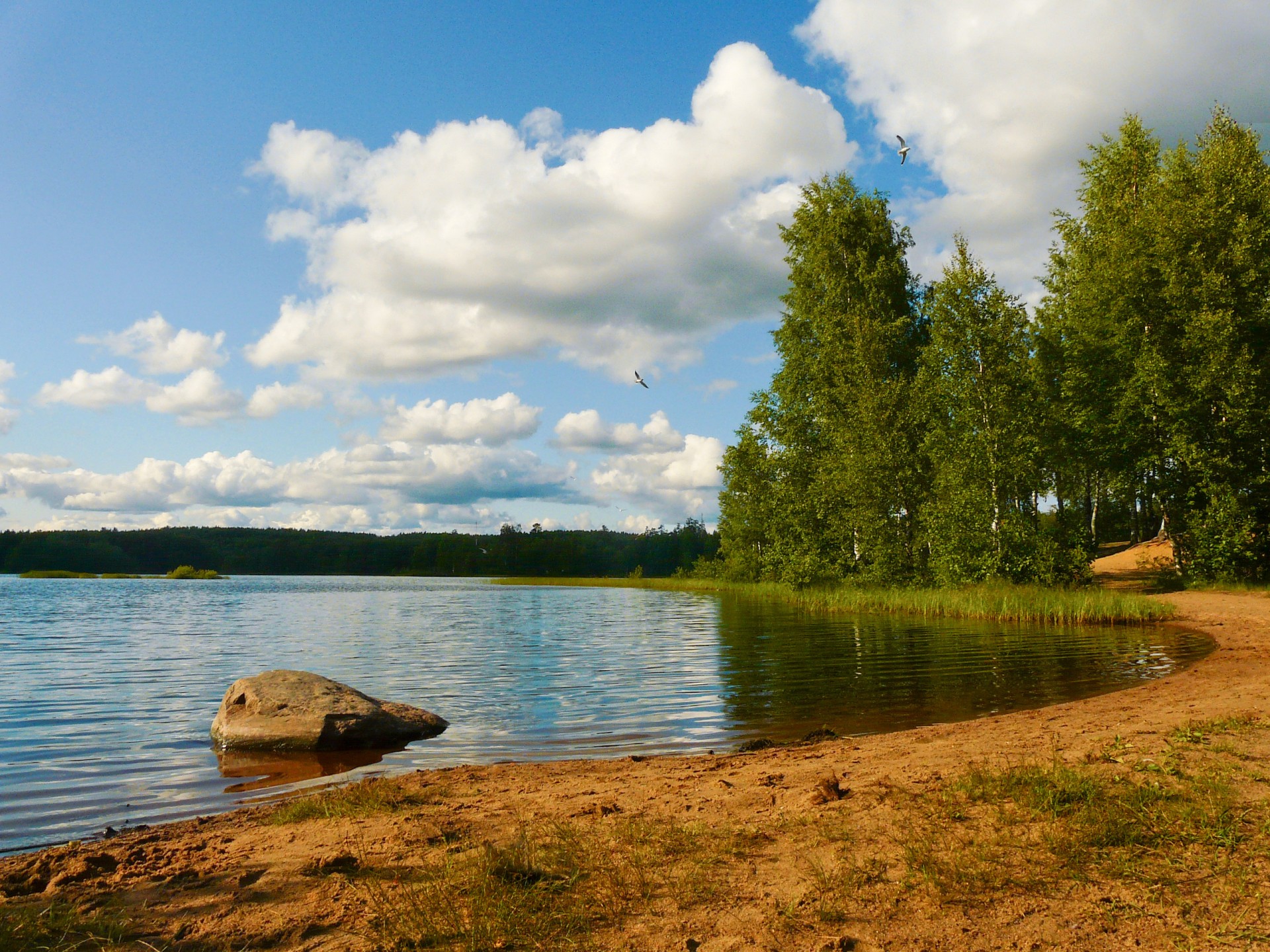 lago foresta spiaggia cielo