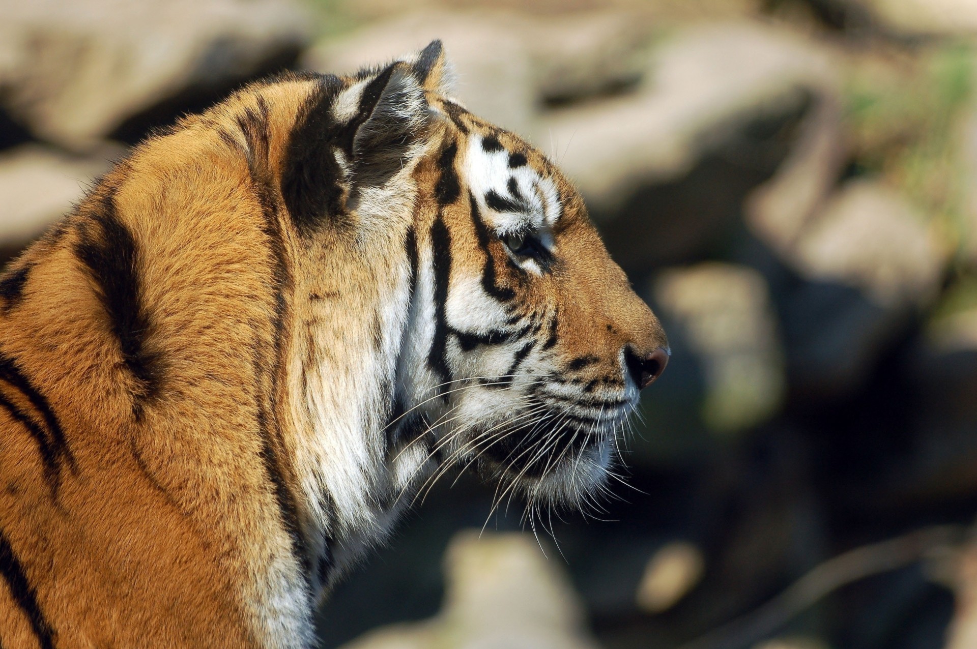 wildkatze profil zähne tiger