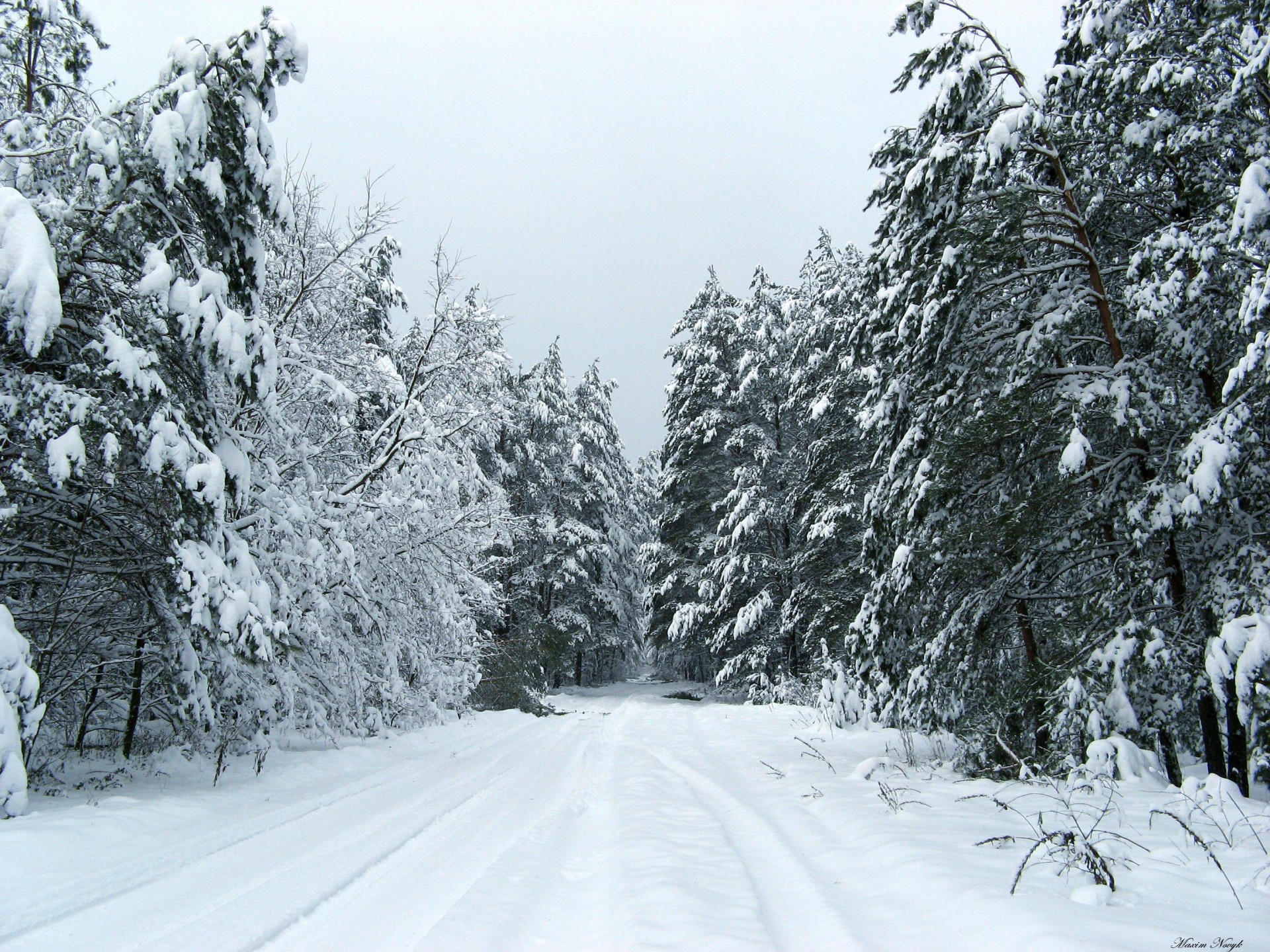 nature hiver paysage hiver