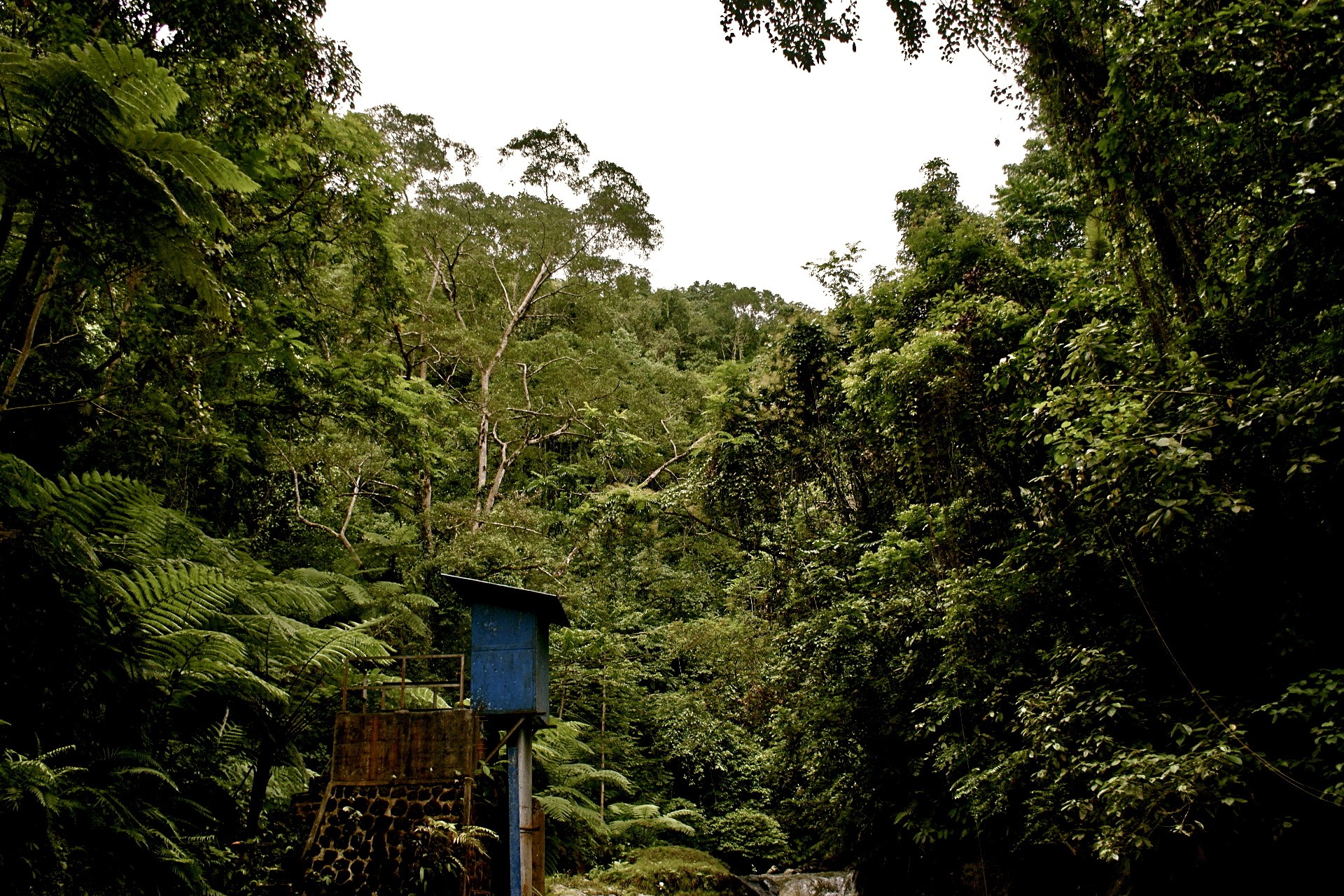 bali jungle ciel palmiers