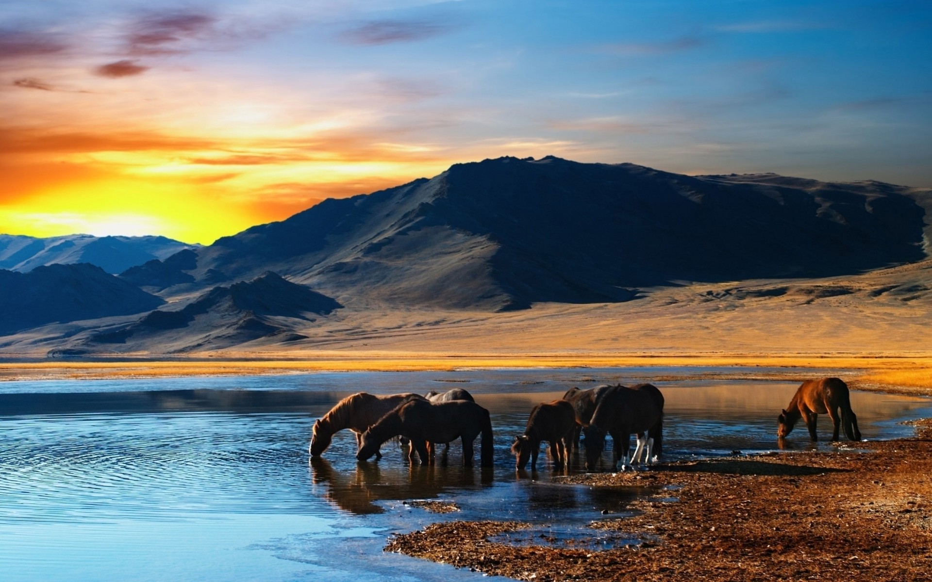 horse sunset beach water herd crab mountain drinking