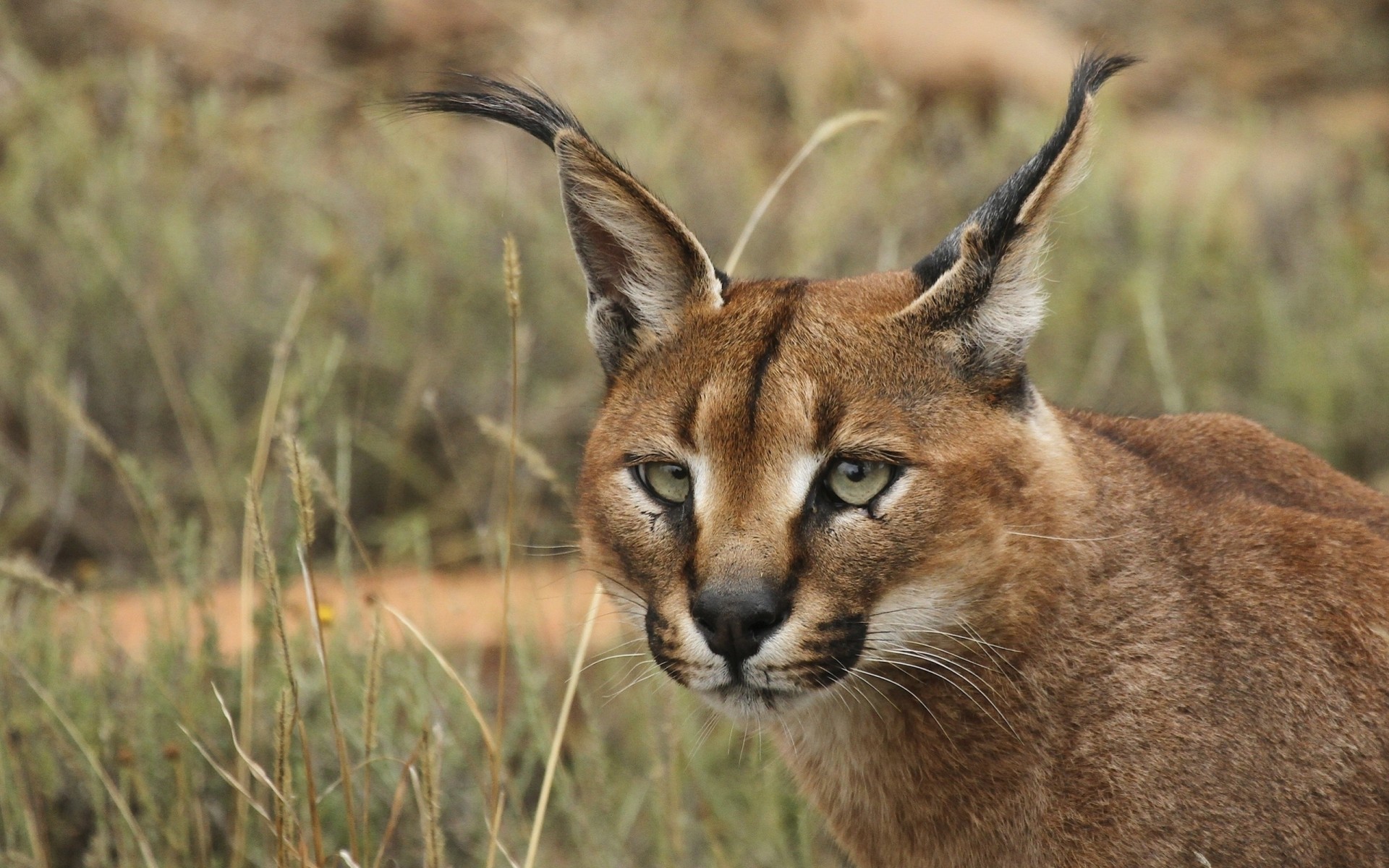 wild cat caracal teeth view