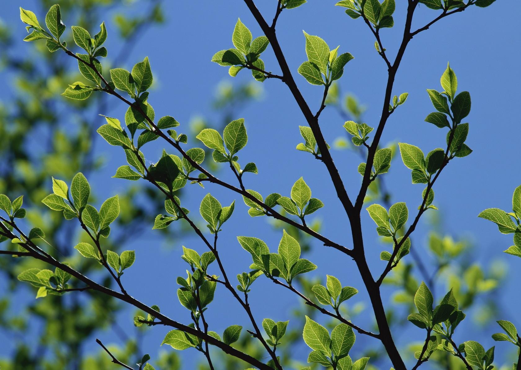 primavera cielo hojas