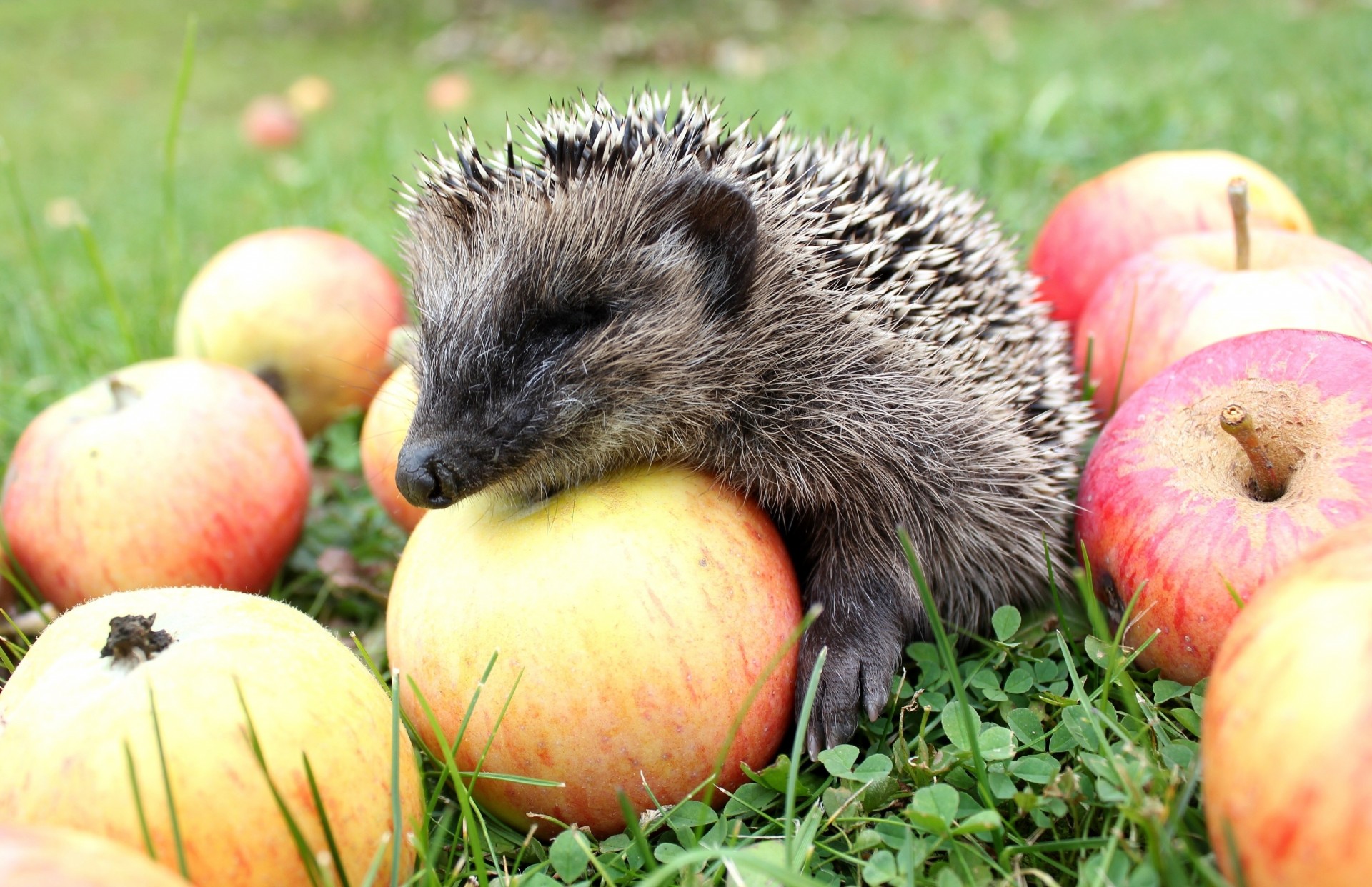 hedgehog hedgehog apple