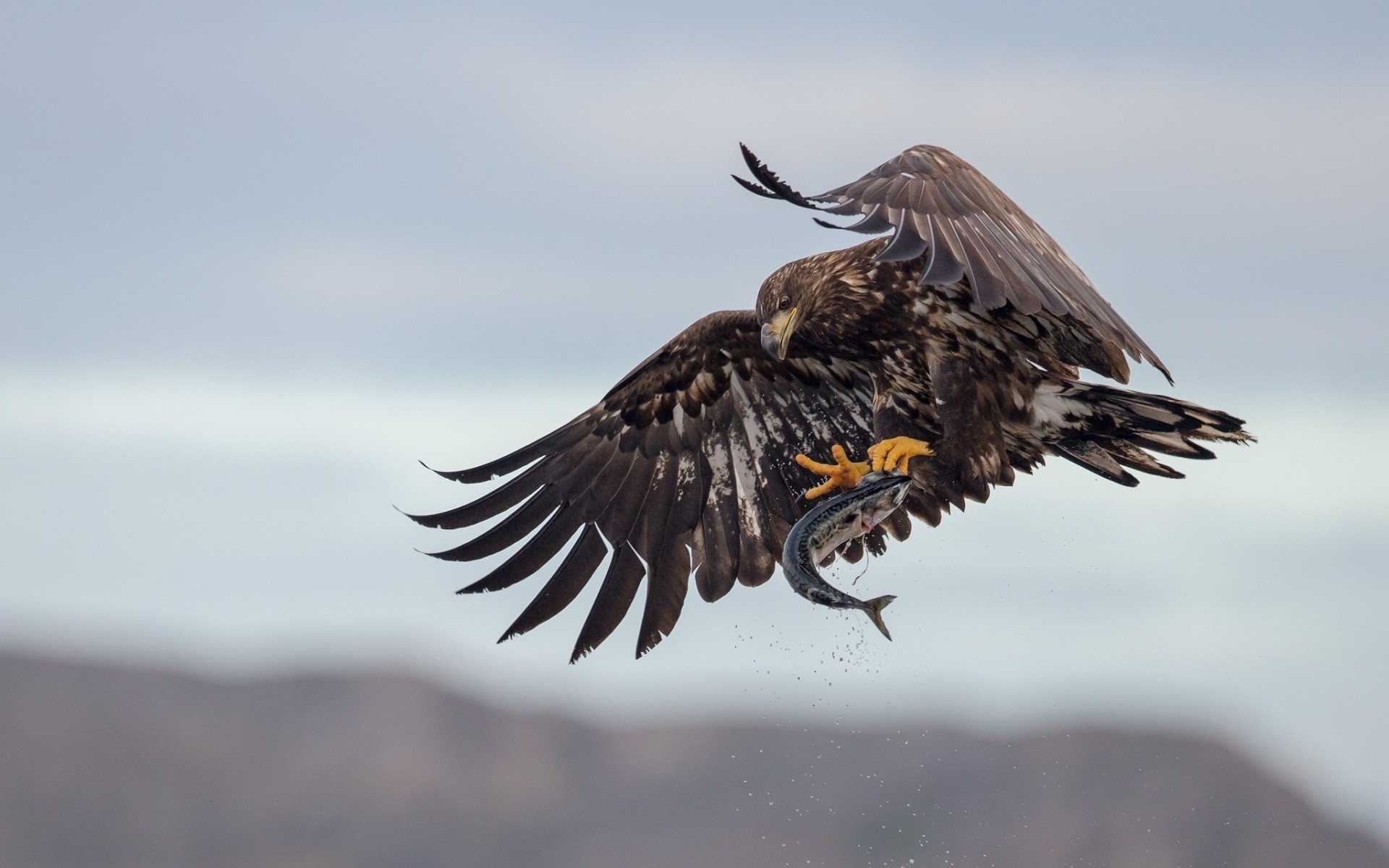 fish mining white-tailed eagle catch bird