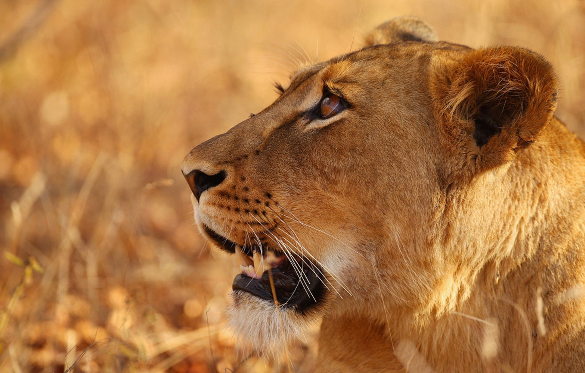 afrique lionne lionceau nature safari famille chasse lion fierté