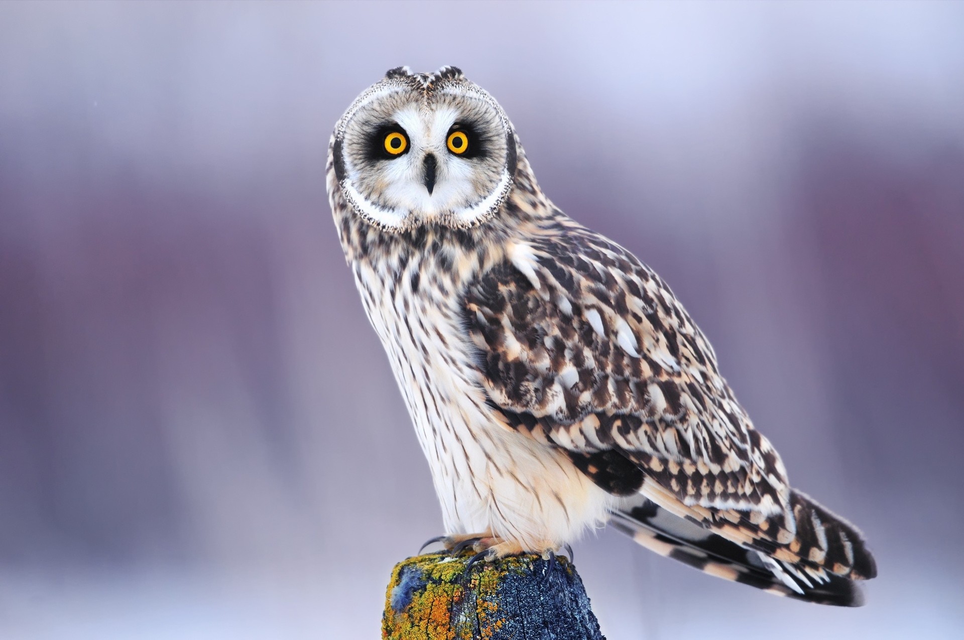 birds winter owl eyes view